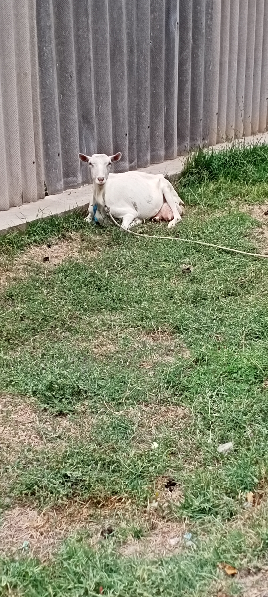 In Sokuluk, Kyrgyzstan, a white goat is lying down on a patch of green grass, facing the camera. The goat has a pink udder and is tethered by a blue rope. Behind the goat, a corrugated metal fence runs vertically. The ground is covered with dry and green grass, with some scattered debris.