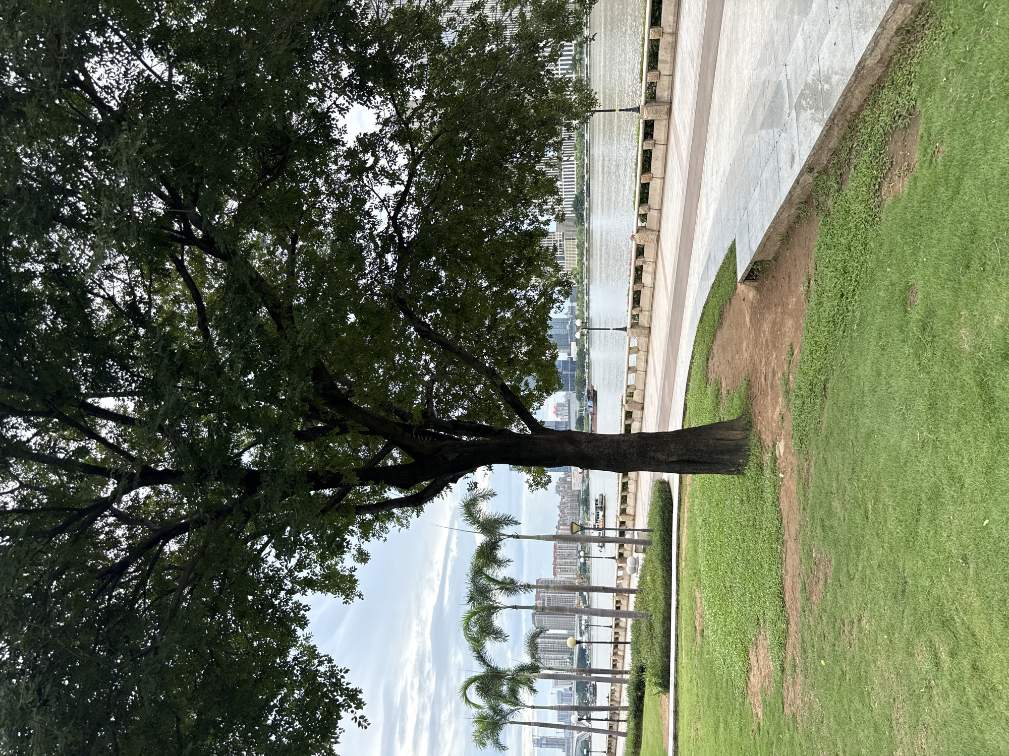The image captures a scenic waterfront promenade in Tianhe District, China. In the foreground, lush green grass covers a gently sloping area, leading towards a paved walkway that curves along the water's edge. Several tall palm trees are planted in a line to the left, adding a tropical touch to the urban landscape. Beyond the palm trees, a wide river flows, with several boats visible on its surface. The opposite bank is lined with a stone embankment and decorative streetlights. In the background, a cityscape unfolds, featuring modern high-rise buildings and architectural structures that define the urban skyline. The sky above is overcast with soft clouds, creating a diffused light that softens the scene. A large, mature tree with dense foliage dominates the right side of the frame, its branches extending outwards and partially obscuring the view of the sky. The overall impression is one of a well-maintained public space designed for leisure and enjoyment, offering a blend of natural beauty and urban development.