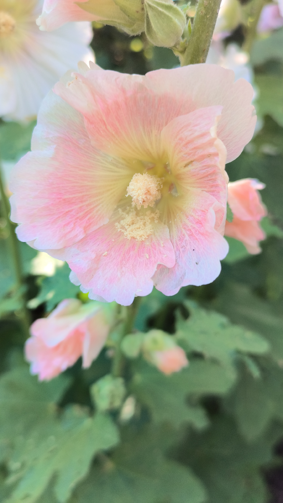 A close-up, vertically oriented, eye-level shot shows a delicate, light pink hollyhock flower in full bloom, dominating the foreground. The flower's petals are translucent and tinged with a deeper pink towards the center, revealing intricate veining. At the heart of the bloom, a cluster of fuzzy, light yellow stamen is visible. Behind this main flower, other hollyhock blossoms and buds can be seen, some out of focus. The background is a blur of green foliage, suggesting a garden setting. The image does not contain any people or provide any specific clues to its location within the city of Алькино, Russia, other than the general context of a flowering plant.