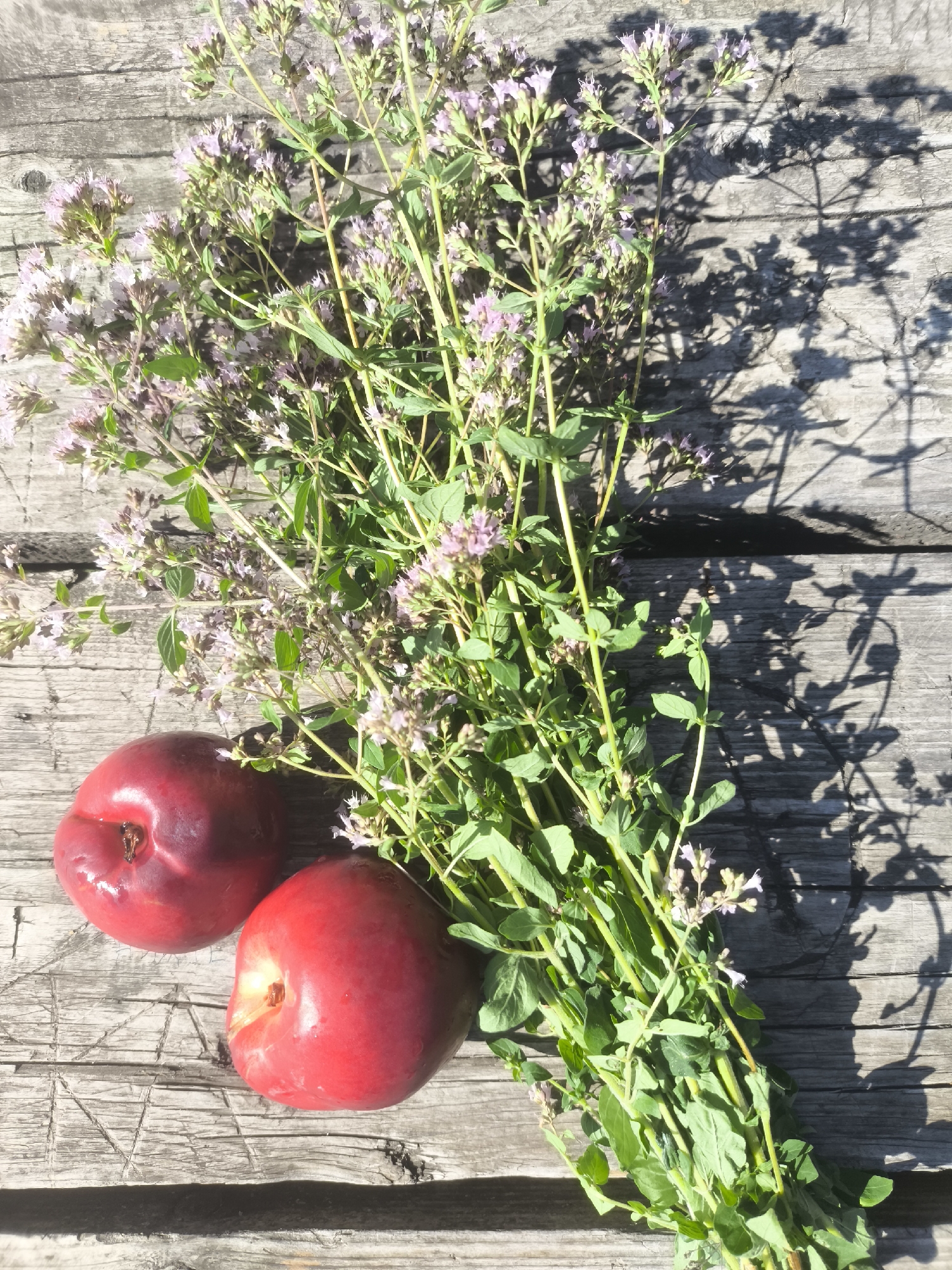 Two red plums and a bouquet of wild oregano with small pink flowers are arranged on a weathered wooden surface. The wooden planks show signs of age and wear, with visible grain and some cracks. Sunlight casts distinct shadows from the oregano onto the surface. The scene is set outdoors, likely in a garden or a natural area within the city of Samara, Russia. There are no people or animals visible in the image. The overall impression is one of natural bounty and rustic simplicity.