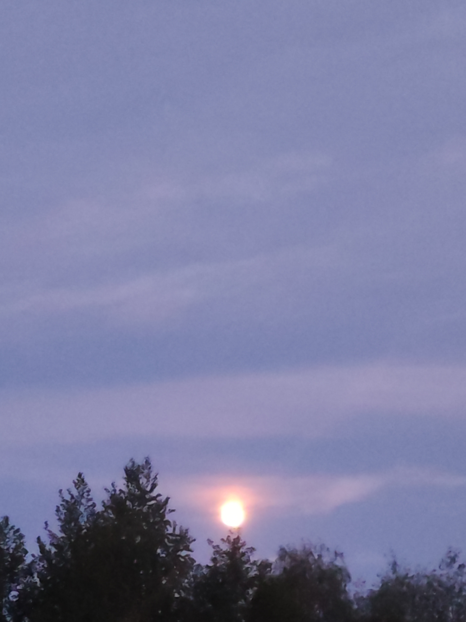 The image shows a twilight sky over a wooded area, likely taken near Chaikovsky, Russia. The sky is a muted purple with some visible cloud layers. A bright, round object resembling either the sun or the moon is partially obscured by treetops. The trees are silhouetted against the light and have dark green or black foliage. There are no people visible in the image.