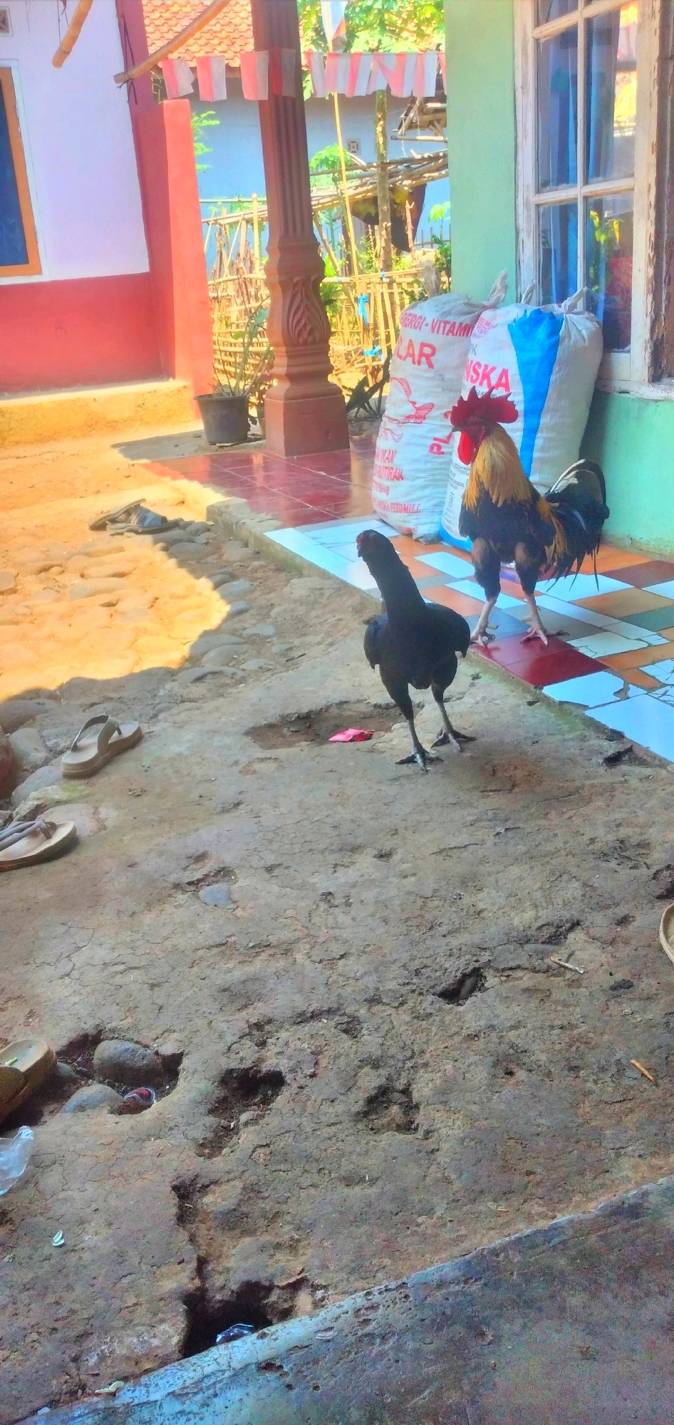 In Rahong, Indonesia, a rustic outdoor scene unfolds on a sun-drenched ground of packed earth and scattered stones. Two chickens, one a sleek black hen and the other a vibrant rooster with golden and black plumage, stand on a tiled pathway. The pathway is bordered by a rough, greyish concrete structure. In the background, a weathered building with a red-tiled roof and pale pink walls provides a backdrop. A wooden pillar, intricately carved, supports the roof's overhang. The scene is further adorned with festive red and white Indonesian flags strung across a bamboo frame, suggesting a celebration or national holiday. Two pairs of worn sandals lie on the dirt, alongside a crumpled red piece of paper and some debris. Two large, white sacks, one bearing red lettering and the other blue stripes, are positioned near the building's window, hinting at stored goods. The overall impression is one of rural life, simplicity, and a touch of local festivity.