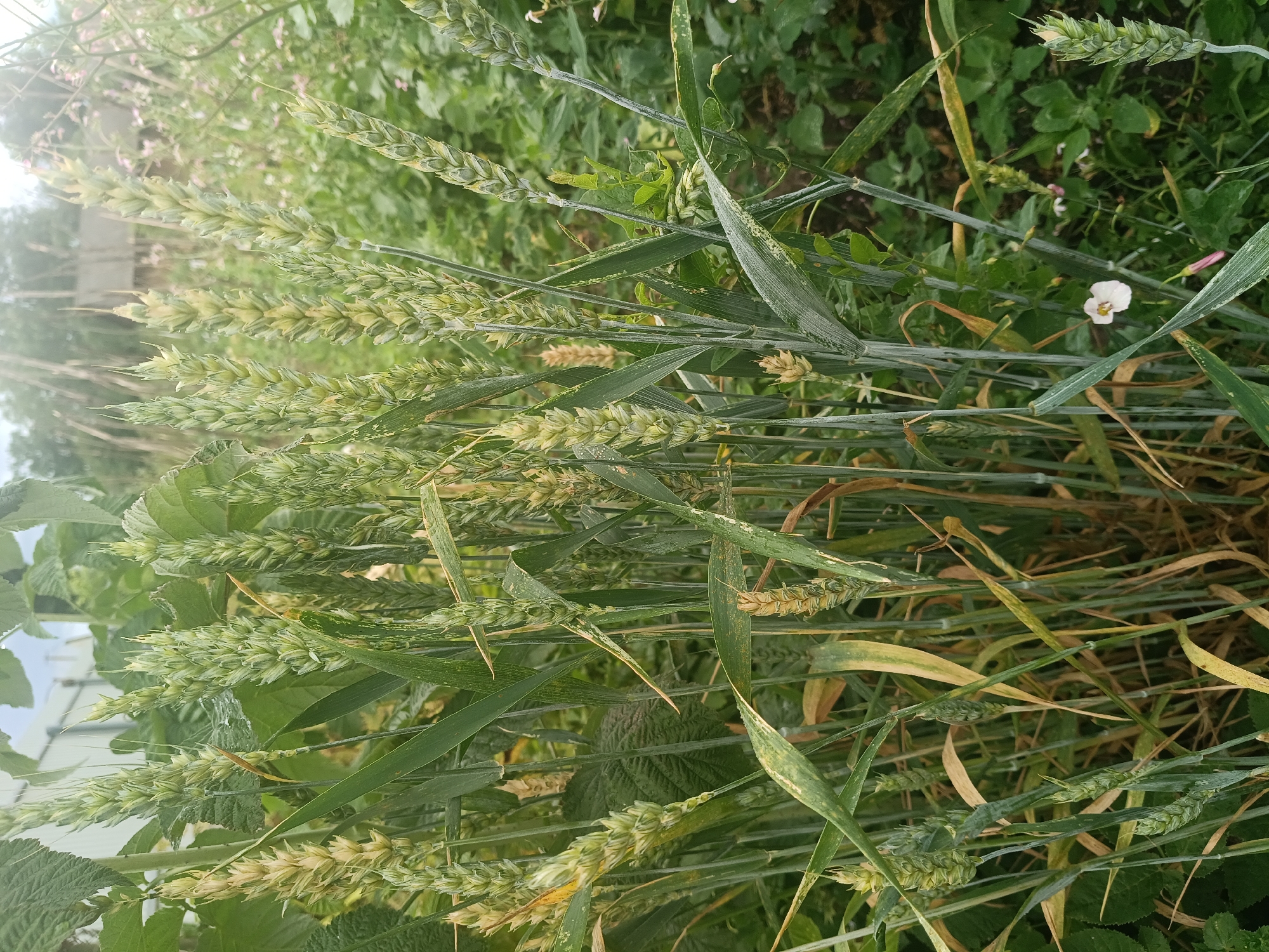 The image depicts a close-up view of a wheat field, with several stalks of wheat prominently featured in the foreground. The wheat heads are in various stages of development, with some appearing greener and less mature, while others are beginning to turn a pale yellow, suggesting they are ripening. The stalks are tall and slender, with long, thin green leaves. The background is blurred, showing a mix of green foliage, and hints of a building and distant trees, indicating an outdoor rural setting. There are no people visible in the image. The scene is captured in natural daylight, with the lighting suggesting an overcast or partially cloudy sky. The overall impression is of a natural agricultural environment.