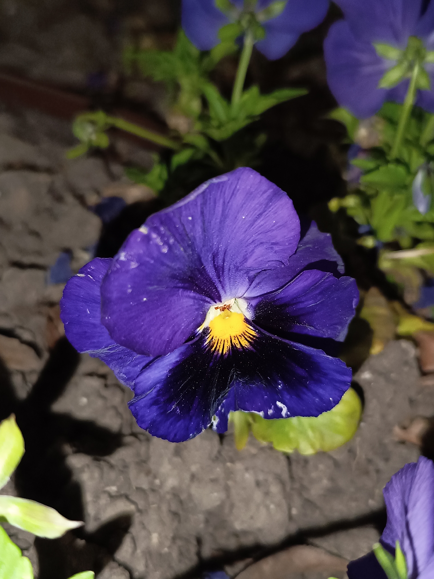 This close-up photograph features a vibrant purple pansy flower as its central subject. The flower, likely a Viola x wittrockiana, exhibits deep violet-purple petals with a striking yellow and black 'face' at its center, where the yellow transitions to a dark, almost black hue. Small white specks, possibly water droplets or dust, are visible on the petals, adding texture.
The primary flower is in sharp focus, while the background elements are softly blurred, creating a shallow depth of field that draws attention to the pansy. In the background, hints of other purple flowers and green leaves can be seen, suggesting a garden or planted area. The ground appears to be dark, rich soil or earth, with some visible irregularities and shadows.
The lighting indicates that the photo was taken at night or in very low light conditions, with an artificial light source illuminating the flower directly. This creates a dramatic contrast between the brightly lit petals and the dark, shadowy background. The setting is a natural outdoor environment, specifically a garden or flowerbed in Pleven, Bulgaria. There are no people, animals, or visible text in the image, and no specific event or activity is taking place; it is a still life portrait of the flower.