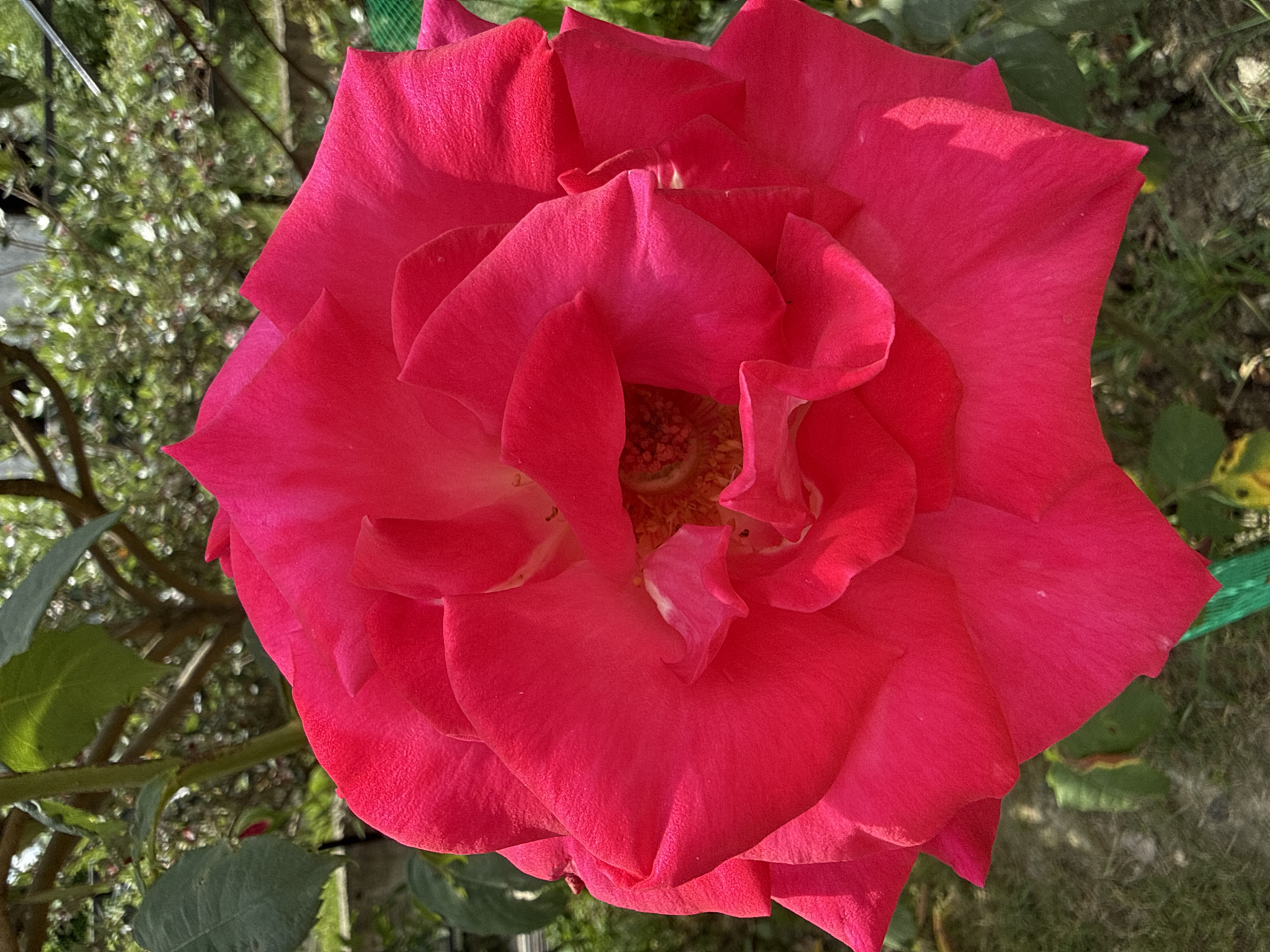 This is a close-up, overhead shot of a vibrant, pink rose in full bloom. The rose is the sole subject, filling most of the frame with its large, layered petals. The petals are a rich, saturated pink, with subtle variations in shade due to the lighting. The center of the rose reveals a cluster of stamens and pistils.
The background is softly blurred, suggesting an outdoor setting. Hints of greenery from surrounding foliage and grass are visible, along with what appears to be a thin, green mesh fence in the upper right portion of the image. The lighting suggests it is daytime, possibly with a soft sunlight, as there are gentle shadows and highlights on the petals, indicating a natural outdoor environment. No people, text, or specific activities are depicted. The location context provided is Baranovka, Russia, which aligns with a garden or natural outdoor setting.