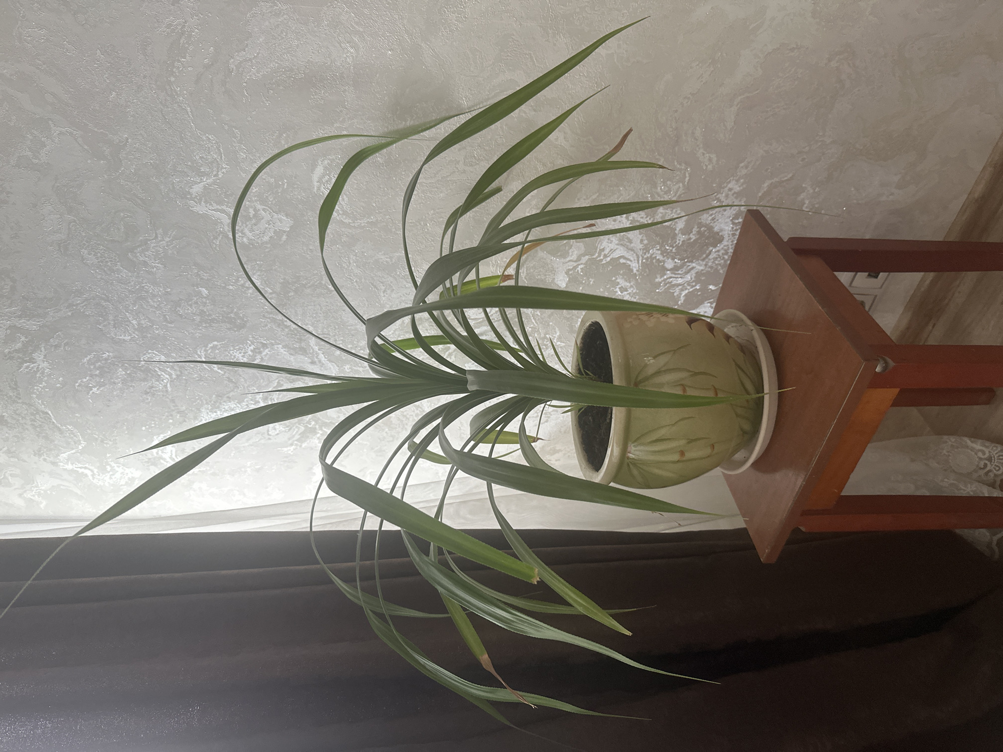 A potted plant with long, green leaves droops slightly from a light green ceramic pot, which sits on a small, dark red wooden table. The table has four legs and a square top. The background consists of a dark brown curtain on the left, a sheer white curtain in the middle, and a textured, light-colored wall on the right. The overall scene suggests an indoor setting, possibly a home or office, with natural light coming from the side. There are no people visible in the image. The image was taken in a room in the city of Khimki, Russia.