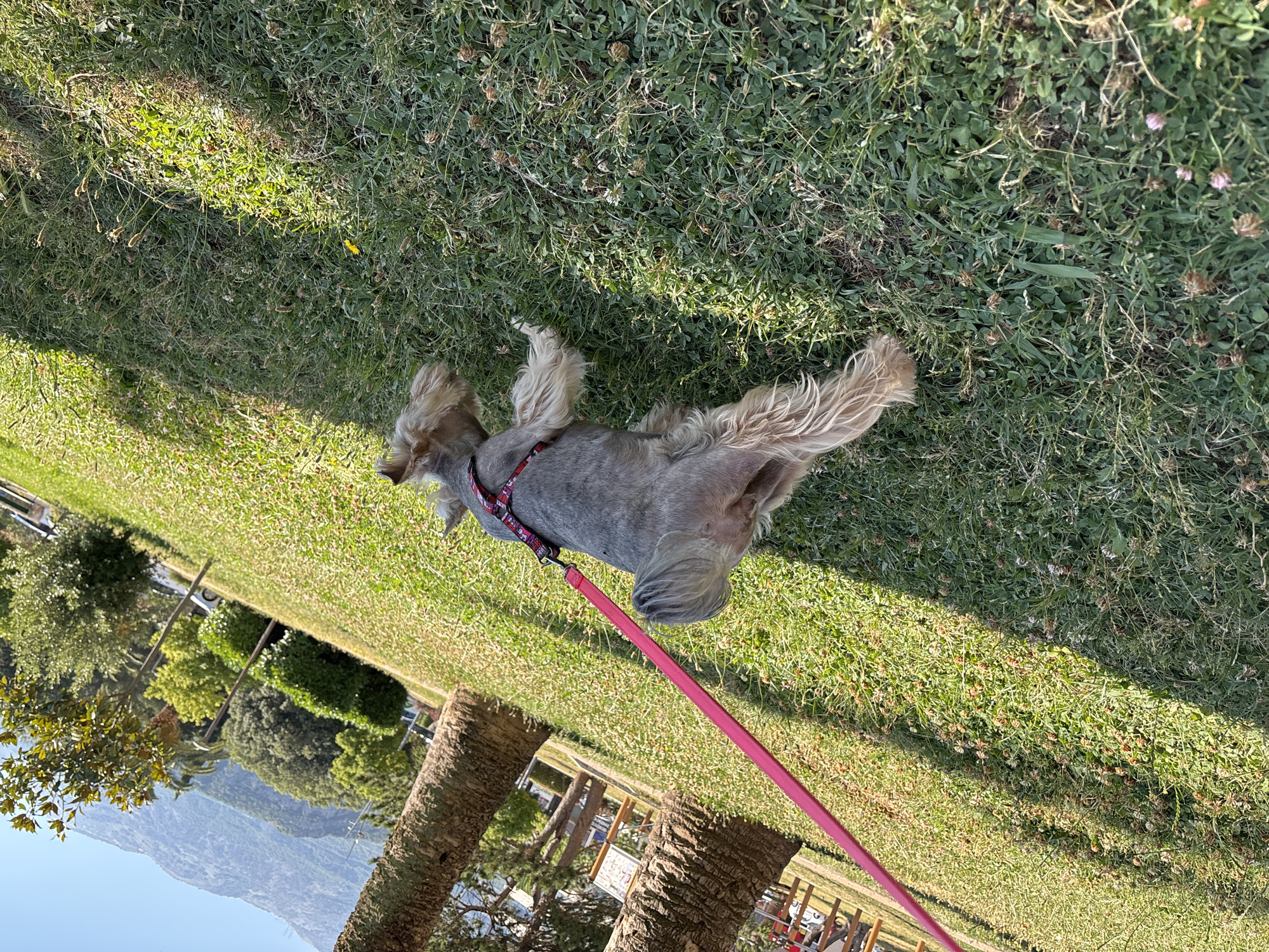 A small, gray schnauzer-type dog is walking on a grassy area in Budva, Montenegro. The dog is on a pink leash and is wearing a red and black harness. The grass is green and appears to be mixed with clover and some dried grass. In the background, there are several palm trees, some bushes, a mountain range, and a clear blue sky. The sun is casting shadows on the grass.