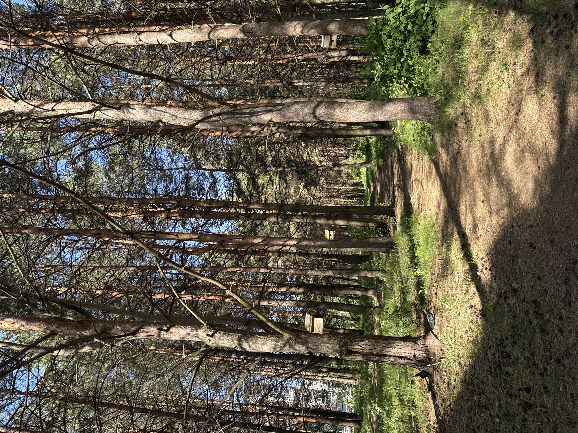 The image depicts a forest pathway in Chaikovsky, Russia. The path is unpaved and appears to be composed of dirt and pine needles. Tall, thin trees line both sides of the path, creating a dense, forested environment. Birdhouses are attached to some of the trees. Sunlight filters through the canopy, creating patches of light and shadow on the path. To the left of the trees, a building is visible in the distance. Vegetation, including grass and other plants, grows along the edges of the path. No people are visible in the image.