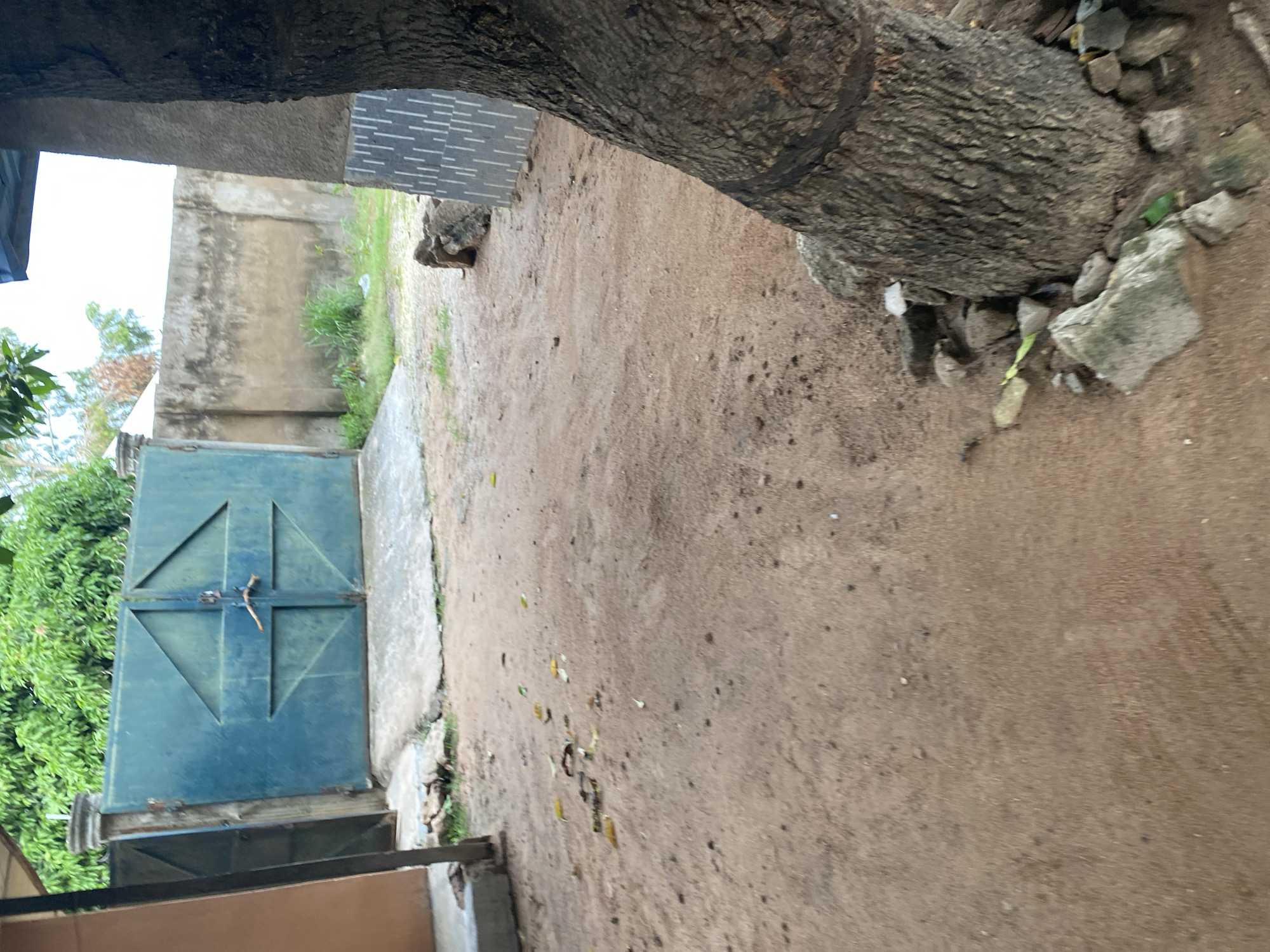 The image depicts an outdoor scene, likely in Jauro Yinu, Nigeria. A large tree trunk with rough bark dominates the foreground, leaning into the frame from the upper left. To the left of the tree, a portion of a building's concrete structure is visible, along with a grey and white tiled wall. Further into the background, a weathered, light-colored wall stands, partially covered by greenery.
A prominent feature in the mid-ground is a large, teal-colored metal gate with a diamond pattern formed by intersecting lines. A simple latch mechanism with a twig appears to be securing the gate. Lush green foliage, characteristic of trees, is visible to the left of the gate.
The ground is composed of dry, sandy soil with scattered small stones and fallen leaves. The lighting suggests it is daytime, possibly overcast given the diffused light. No people are present in the image, and there is no discernible text. The overall impression is one of a somewhat rustic or unkempt outdoor space.