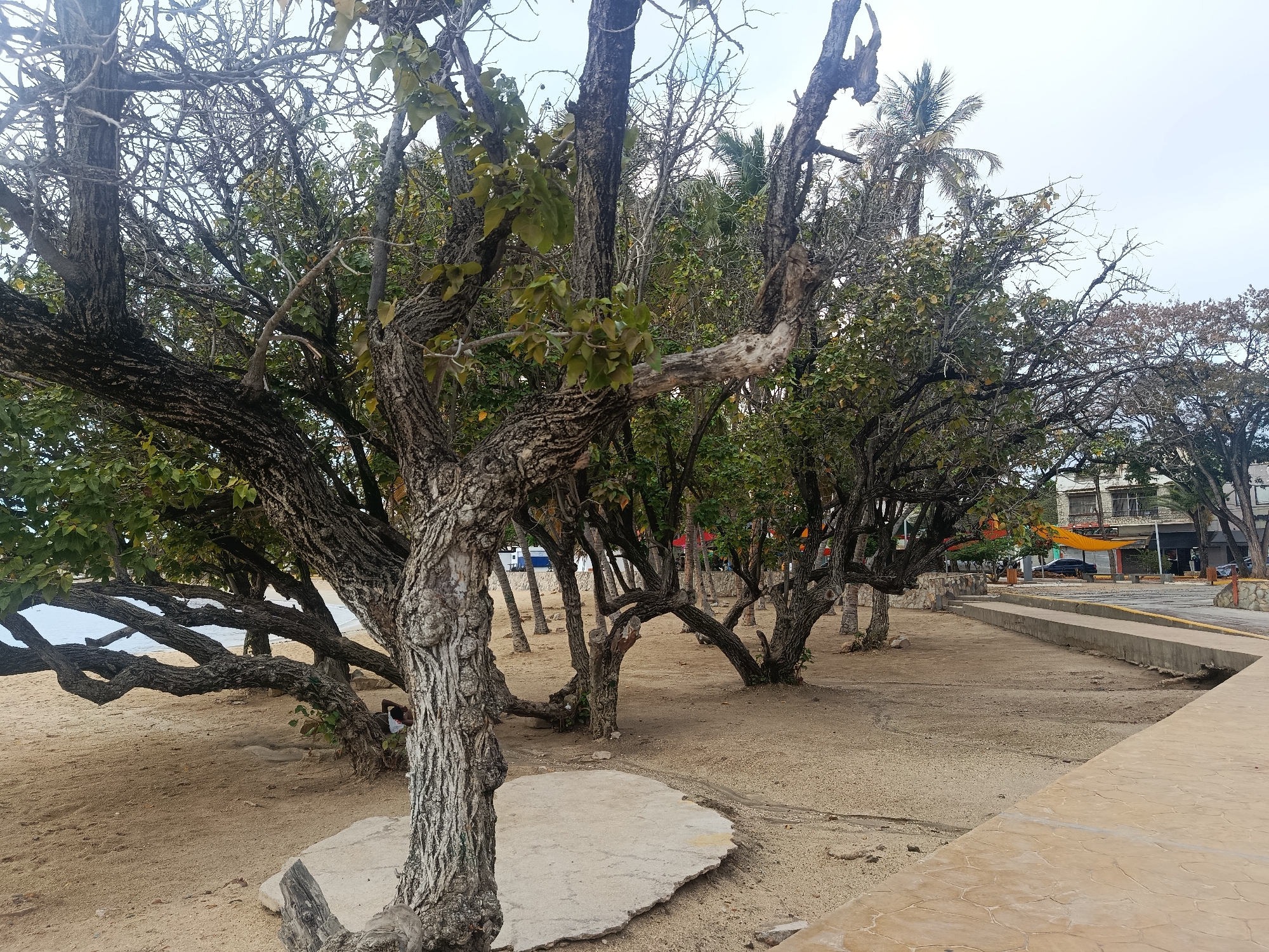 This media file captures a tranquil coastal scene in Juan Griego, Venezuela, showcasing a sandy area lined with a row of mature, gnarled trees. The trees dominate the foreground and midground, featuring thick, textured trunks and sprawling branches. While some branches are bare, others are adorned with green foliage, creating a dappled canopy.
To the left, beyond the trees, a calm, light blue body of water, likely the sea, stretches into the distance. The ground beneath the trees is sandy, consistent with a beach environment. On the right side of the image, a light-colored, patterned concrete walkway or promenade runs parallel to the tree line. Further back, a concrete barrier separates the sandy area from a paved road, where buildings, parked cars, and a distinct yellow awning are visible, suggesting an urban or semi-urban backdrop. Several palm trees can also be seen interspersed among the distant foliage.
A single person is partially visible, seated or resting discreetly in the shade beneath one of the trees, adding a sense of quiet repose to the scene. The overall lighting is bright but diffused, indicating daytime with a possibly overcast sky. The setting suggests a public park or promenade area by the sea, ideal for relaxation. No specific events or discernible text are present in the image.