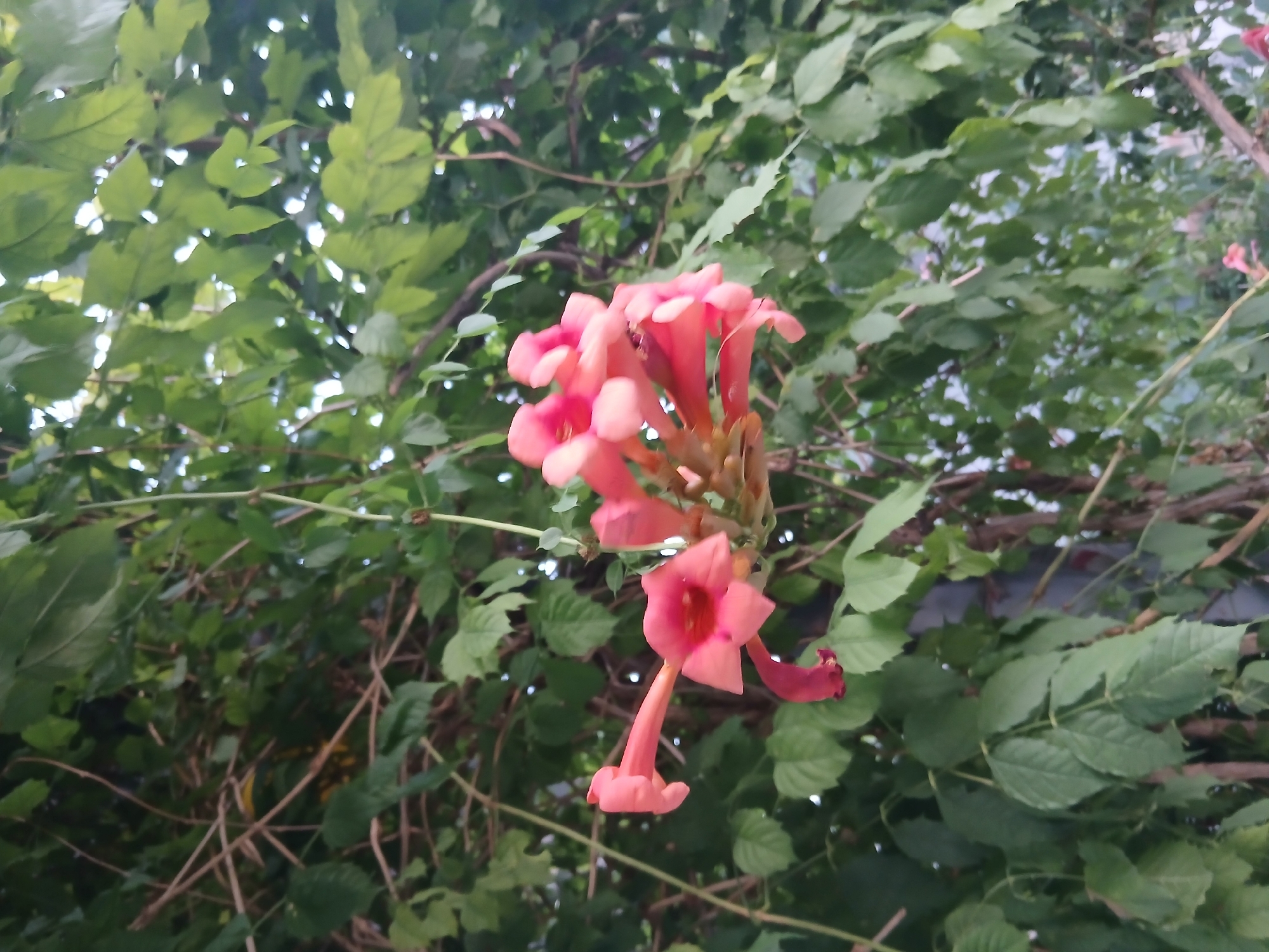 In Shymkent, Kazakhstan, a close-up, low-angle shot captures a cluster of trumpet-shaped, salmon-pink flowers emerging from a tangle of green vines and branches. The flowers, with their tubular corollas and ruffled edges, are the focal point, illuminated by soft, diffused light filtering through the dense foliage. The background is a blur of verdant leaves and thin, woody stems, suggesting an outdoor, possibly garden or natural setting within the city. There are no people or animals visible, and the scene is static, emphasizing the natural beauty of the blooming plant. The image appears to be taken on a bright, overcast day.