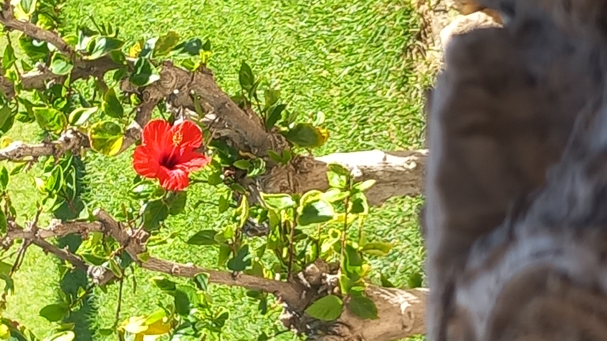 A red hibiscus flower is in bloom on a tree. The tree has brown, gnarled branches and green leaves. The flower is in the center of the image. The background is a blurry green lawn. In the foreground, there is a blurry brown rock. The image was taken in Kos, Greece.