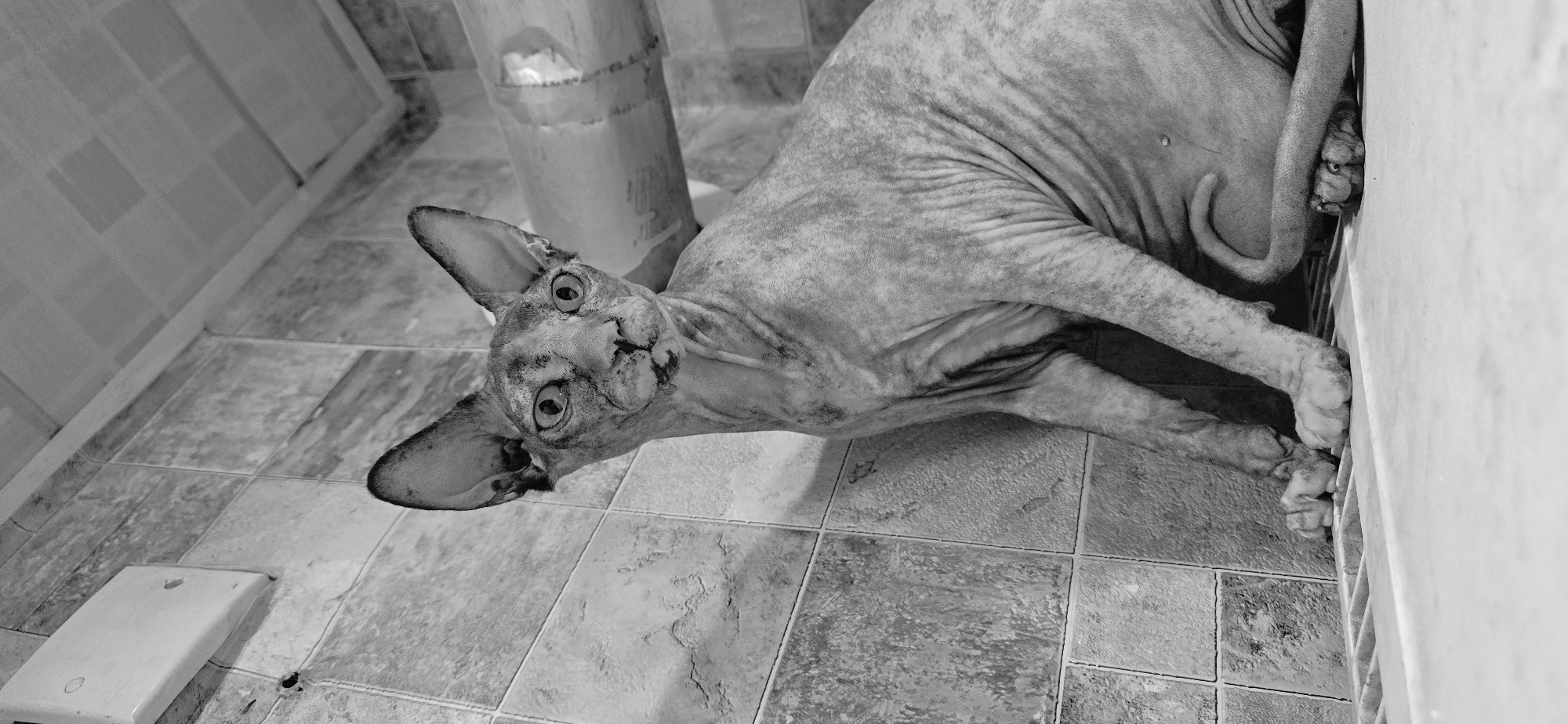 A grayscale, medium shot photograph captures a Sphynx cat sitting near a tiled wall and a pipe. The cat is positioned on a surface that appears to be a radiator cover, with its front paws resting on it. The feline is looking directly at the camera with its large, expressive eyes. Its skin exhibits wrinkled texture and is patterned with darker markings. To the left of the cat is a wall covered in rectangular tiles. A white electrical box is mounted on the tiled wall. To the right of the cat, a large, cylindrical object, possibly a pipe, is visible. The background suggests an indoor environment, possibly a bathroom or kitchen due to the tiling and pipe. The lighting casts subtle shadows, highlighting the cat's unique physical features and the textures of the surroundings. The scene does not contain any elements indicating a specific location in Baku, Azerbaijan.