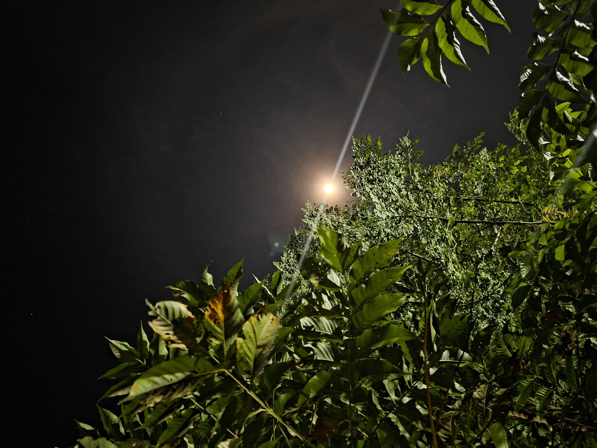 This is a low-angle photograph taken at night, looking upwards through a dense canopy of trees in Kutaglumpang, Indonesia. The dark night sky dominates the upper portion of the frame. A bright, glowing circular light source, most likely the moon, is prominently positioned in the upper-middle right, partially obscured by the tree foliage.
A distinct, luminous, linear white streak of light originates from near the moon and extends diagonally upwards and to the left across the sky, appearing as a strong lens flare or an atmospheric light phenomenon. The sky surrounding the moon and light streak shows a faint, diffused glow, suggesting some atmospheric haze. In the darker areas of the sky, particularly to the far left, a small, solitary white dot is visible, possibly a distant star.
The foreground and midground are filled with abundant tree foliage. The leaves are predominantly a vibrant green, with some clusters, especially in the lower-left, displaying hints of yellow and brown, indicating varied age or health. The leaves are illuminated from above by the bright light source, creating dramatic highlights and shadows that emphasize their texture and density. The overall impression is one of natural tranquility at night. There are no people or visible text in the image.