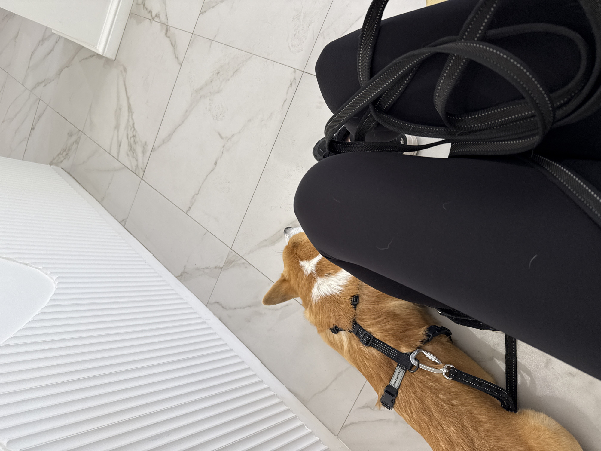 This overhead, high-angle shot captures an indoor scene in Krasnoyarsk, Russia, featuring a person and a Corgi dog. The person's lower body is visible, clad in black leggings, with what appears to be part of a black backpack or bag and coiled black leash resting on their lap/legs. The dog, a light brown Corgi with distinctive white markings on its back and head, is positioned next to the person's legs, looking upwards with an attentive expression. It wears a black harness with a metal clip and a small tag clearly visible, bearing the text "PRO COMFORT."
The setting is characterized by a bright, clean aesthetic. The floor is made of light-colored, square tiles featuring a grey marble pattern. To the left of the frame, a white slatted structure, possibly a piece of furniture or wall paneling, extends diagonally, contributing to the modern feel of the space. A white baseboard is also visible along the floor. The activity appears to be a quiet domestic moment, with the dog engaging with the person, perhaps awaiting a command or a walk. The coiled leash suggests readiness for an outing or just having returned. The scene is well-lit, indicating a general indoor environment without specific time-of-day cues.