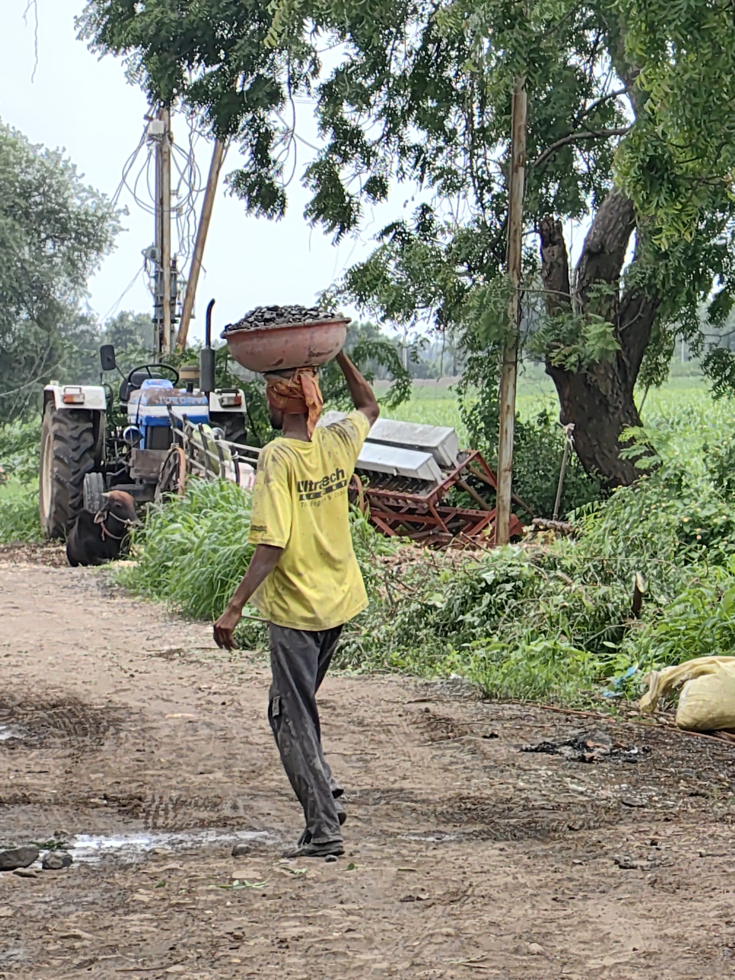 In Waghola, India, a man walks along a dirt path carrying a red basin filled with dark stones on his head. He is wearing a yellow t-shirt with a logo and dark pants. Behind him, a white and blue tractor is parked near a thicket of green plants. Further in the background, a large tree stands with lush green foliage, and a field of crops is visible. Electrical poles with numerous wires are also present in the scene, suggesting an outdoor, rural or semi-rural environment.