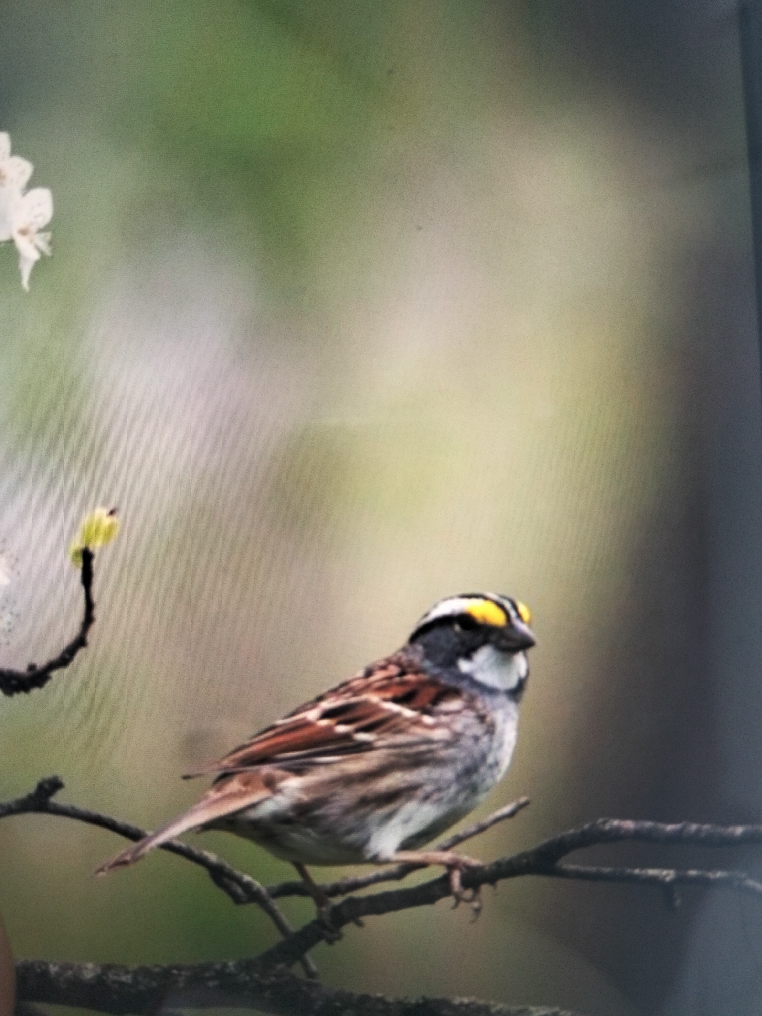 The image shows a white-throated sparrow perched on a branch. The bird has distinct black and white markings on its head and a yellow patch above its eye. Its body is mostly brown and gray, with striped feathers. The sparrow is positioned on the right side of the frame, facing left. In the background, there is a blurred green and brown environment, suggesting a natural setting. To the left of the sparrow, there are white flowers on a thin branch. The image is a photograph with a shallow depth of field, focusing on the bird.