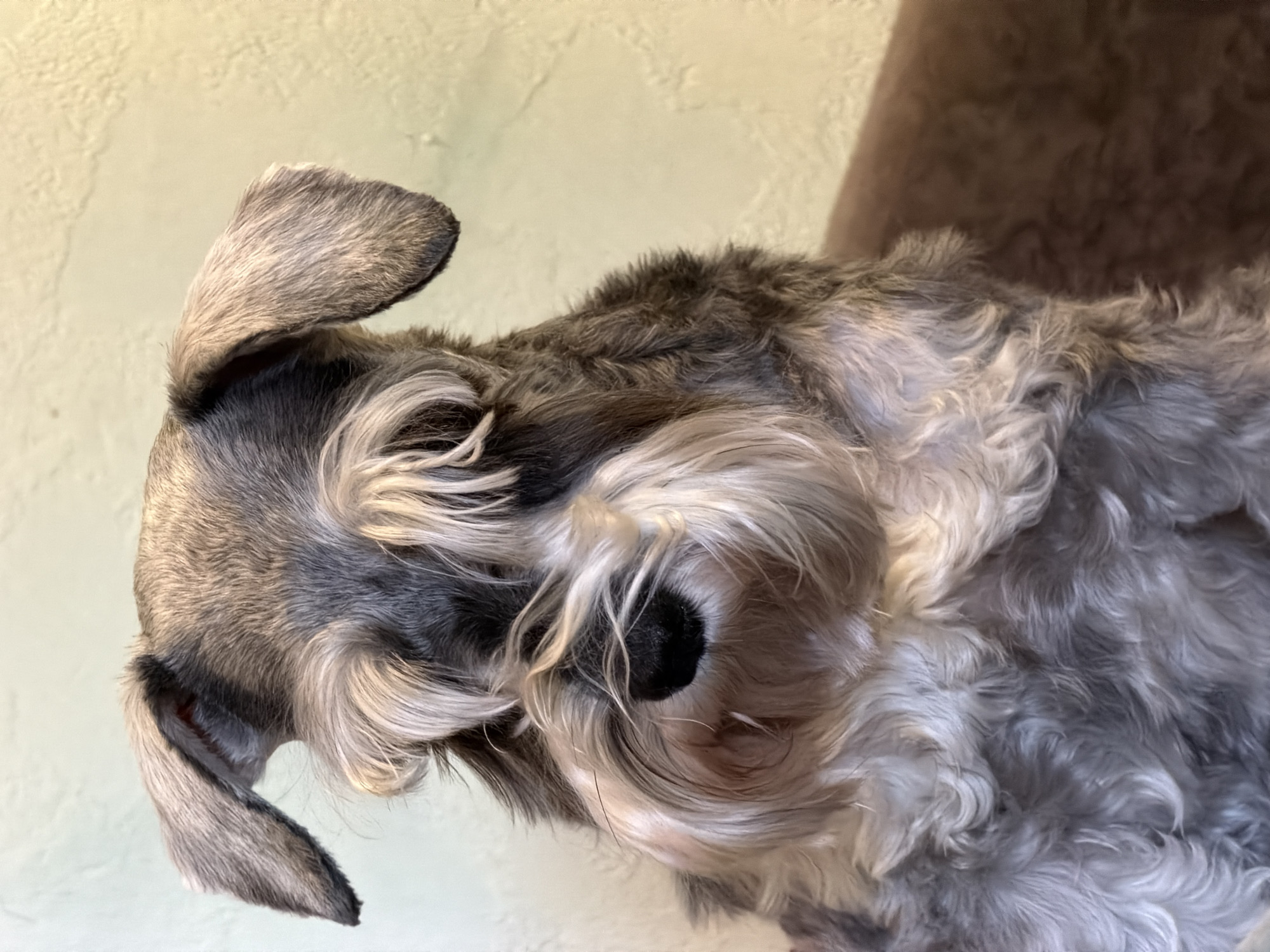 The image shows a close-up of a miniature schnauzer dog's face. The dog has salt and pepper colored fur, with a prominent beard and eyebrows. Its ears are floppy and set high on its head. The background is a plain, light-colored wall. The scene is indoors. There is no information in the image that indicates the location in the city of Chaikovsky, Russia.