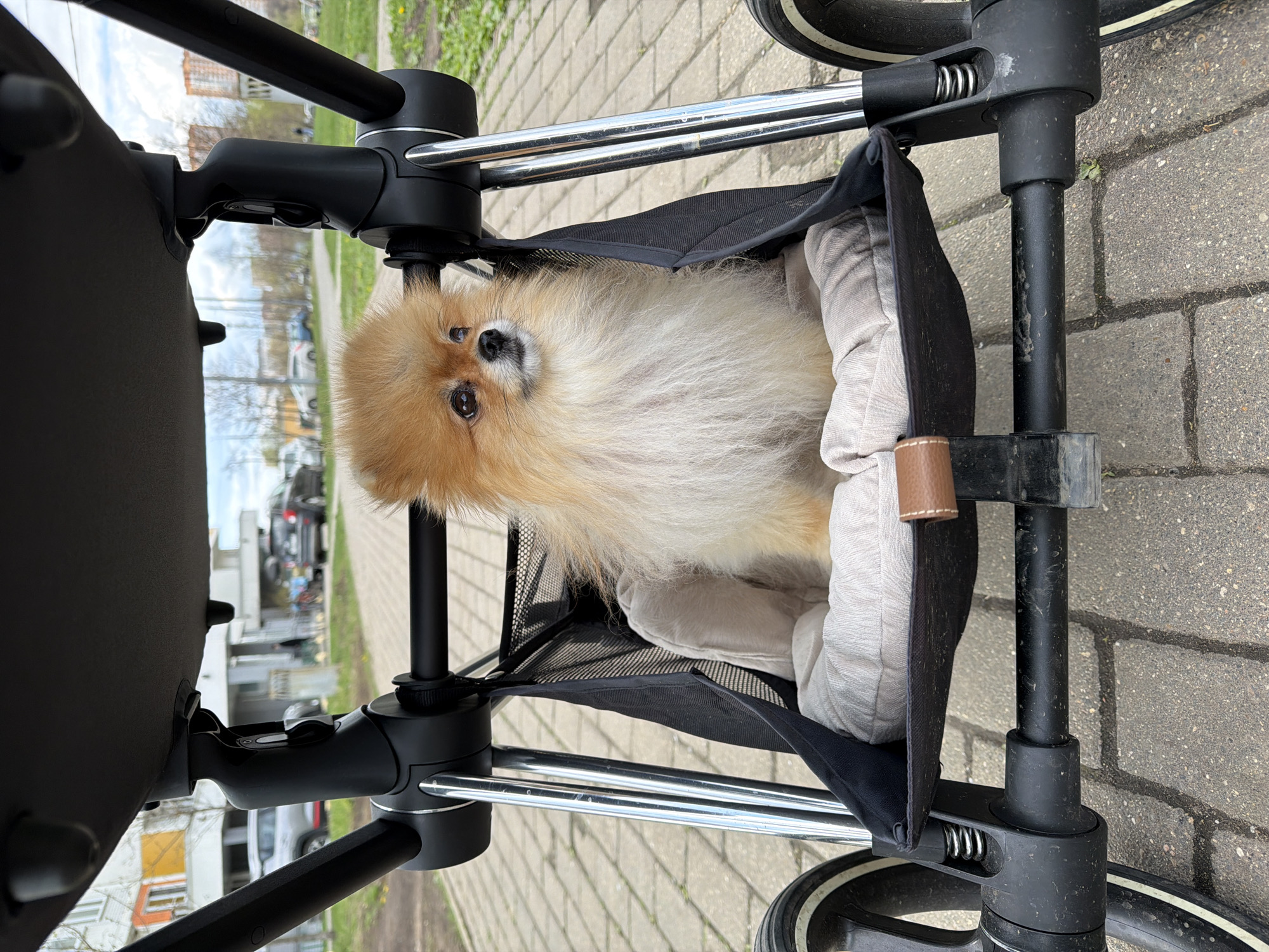 The image, taken in Khimki, Russia, presents a fluffy Pomeranian dog sitting comfortably within a pet stroller outdoors. The dog, with its light orange and cream-colored fur, dark eyes, and a small black nose, looks directly towards the camera with an alert and curious expression. It is nestled in a soft, light grey padded cushion inside a black mesh basket, which forms part of the stroller.
The pet stroller features a black frame with shiny chrome horizontal bars, and elements of its wheels are visible, indicating its robust structure. A small brown leather-like strap detail is also seen on the side of the basket. The stroller rests on a paved surface made of interlocking light grey concrete pavers, suggesting a walkway or street.
In the background, an urban or suburban environment is visible under an overcast or partly cloudy sky, indicating daytime. Distant residential or commercial buildings and several parked cars are discernible, along with patches of green grass and foliage bordering the paved area. There is no visible text in the image.
