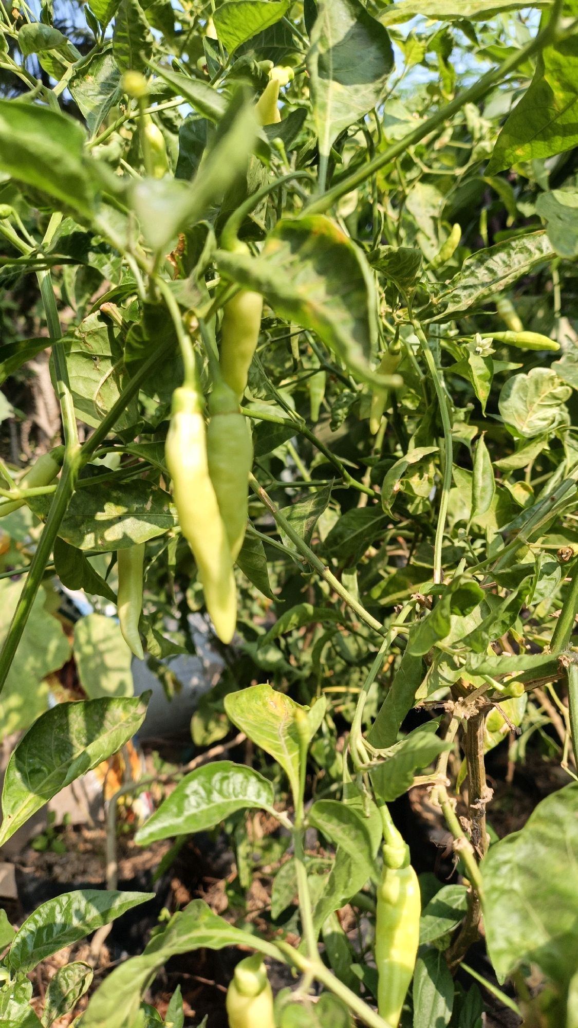 A close-up, eye-level shot captures a chili pepper plant with several green chili peppers growing on it. The peppers are elongated and light green, with some showing slight yellowing. The plant has abundant green leaves, some of which appear slightly wilted or damaged. The background is blurred, showing more foliage and the ground, which is covered with dark soil and what appears to be black plastic sheeting. Sunlight illuminates the scene, creating highlights and shadows on the leaves and peppers. The image was taken in Cikal, Indonesia.