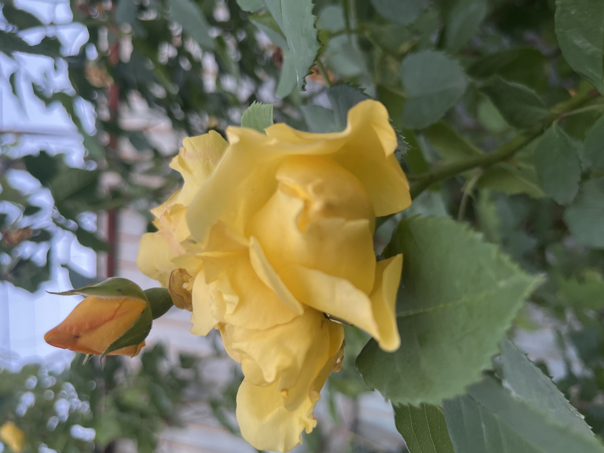 A close-up, vertical shot shows a vibrant yellow rose bloom and an unopened bud in a garden. The rose is in focus, with its petals unfurling slightly. A single, smaller, orange-tinged bud is positioned above and to the left of the main bloom, its green sepals partially covering its tip. The background is softly blurred, revealing hints of green foliage, a pale fence, and a bright sky. The lighting is diffused, creating a gentle and natural feel.