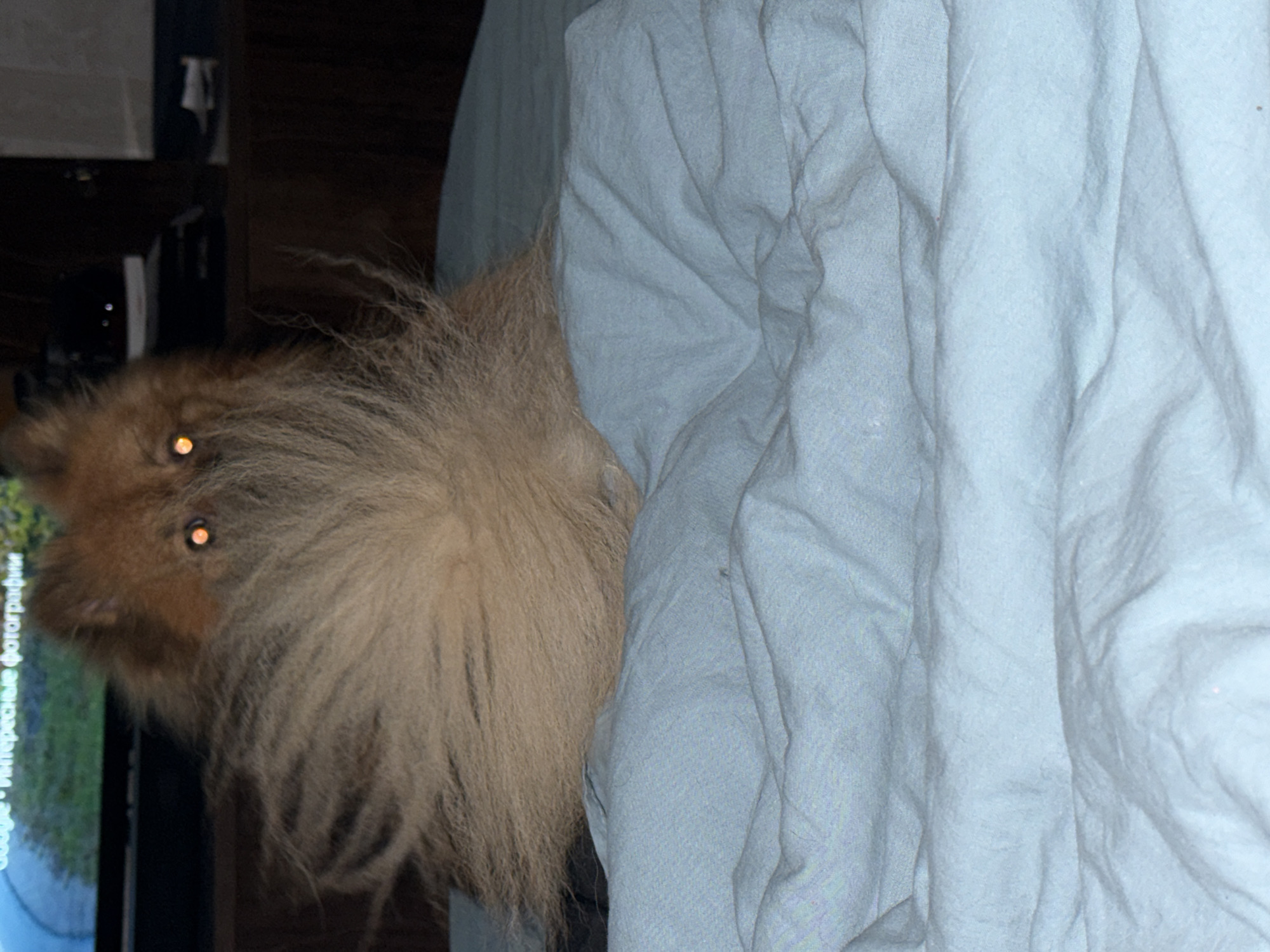 A light-brown Pomeranian dog with glowing orange eyes is partially hidden beneath a light-blue wrinkled fabric, possibly a blanket or sheet. The dog is positioned on the left side of the image, near what appears to be a dark shelf unit or piece of furniture. The background contains a reflection in a glass window that shows text in a foreign language, potentially identifying Google in the text. The reflection implies the window could be part of a monitor or screen. The scene is dimly lit. The location cannot be verified to be in Khimki, Russia, based solely on this image.