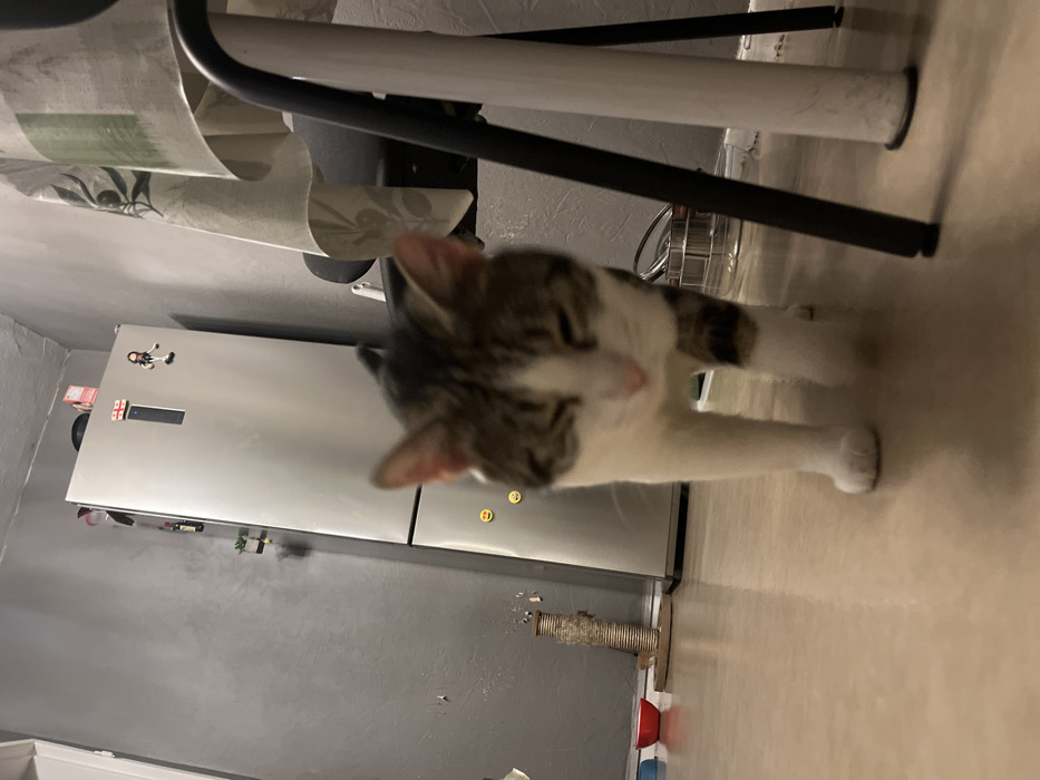 This image depicts an indoor scene, specifically a kitchen or dining area located in Strasbourg, France. The primary subject is a domestic cat, predominantly white with brown and grey tabby markings on its head, back, and tail. The cat is walking directly towards the camera, with its eyes partially closed, giving it a relaxed appearance.
In the background, to the left, a grey textured wall is visible, with a rope-covered scratching post and two small, colored bowls (one red) on the light-colored floor. Centered in the background is a stainless steel two-door refrigerator adorned with several magnets, including one resembling the flag of Georgia, a dark humanoid figurine, and two yellow smiley-face magnets on the lower door. To the right, the edge of a table covered with a light-colored tablecloth, featuring a subtle pattern, is partially visible, along with a dark chair leg. The floor is a light-colored, reflective surface. The scene is illuminated by ambient indoor lighting.