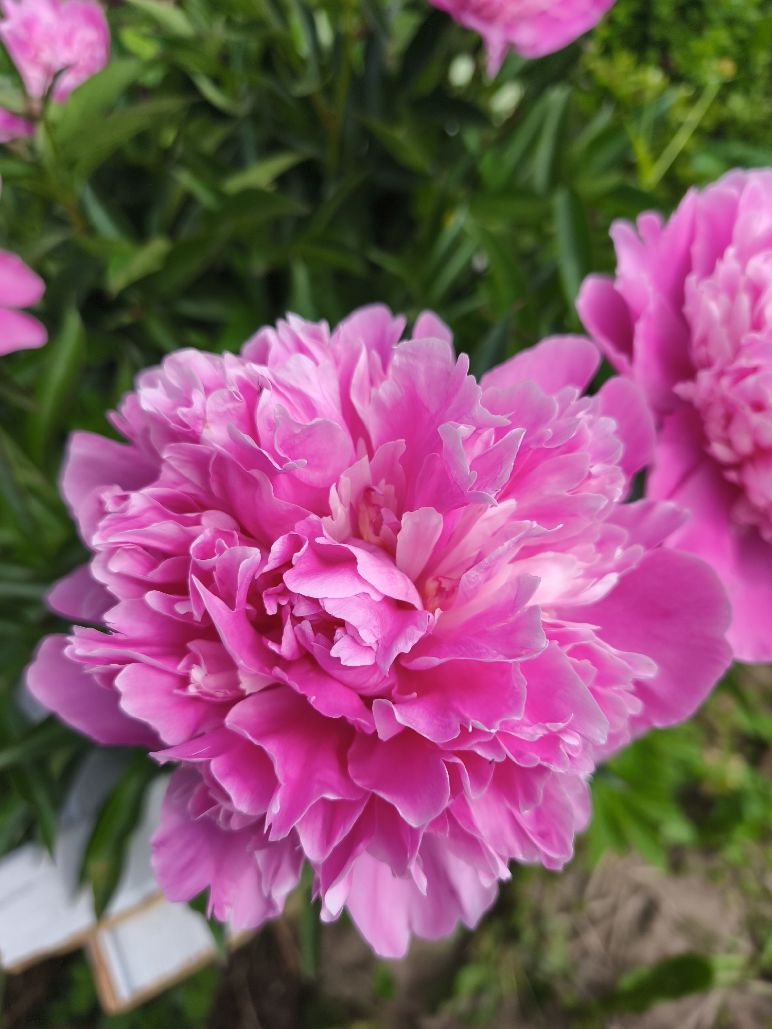 A close-up, vertical shot features a vibrant pink peony flower in full bloom as the primary subject. The flower's petals are densely layered and ruffled, creating a rich, textured appearance. The color ranges from a deep magenta at the outer edges to a lighter, softer pink towards the center. In the background, out-of-focus green foliage suggests a garden setting. To the right, a portion of another pink peony is visible, also blurred. In the lower left corner, two out-of-focus white objects with brown edges are present, possibly a book or a notebook, resting on the ground amidst the greenery. A tiny black insect is perched on one of the peony's petals. The overall scene is one of natural beauty, likely captured outdoors in a garden. The city of Puchezh, Russia, is mentioned in the prompt as the location, but there are no discernible landmarks or contextual clues within the image to confirm or refute this specific location.