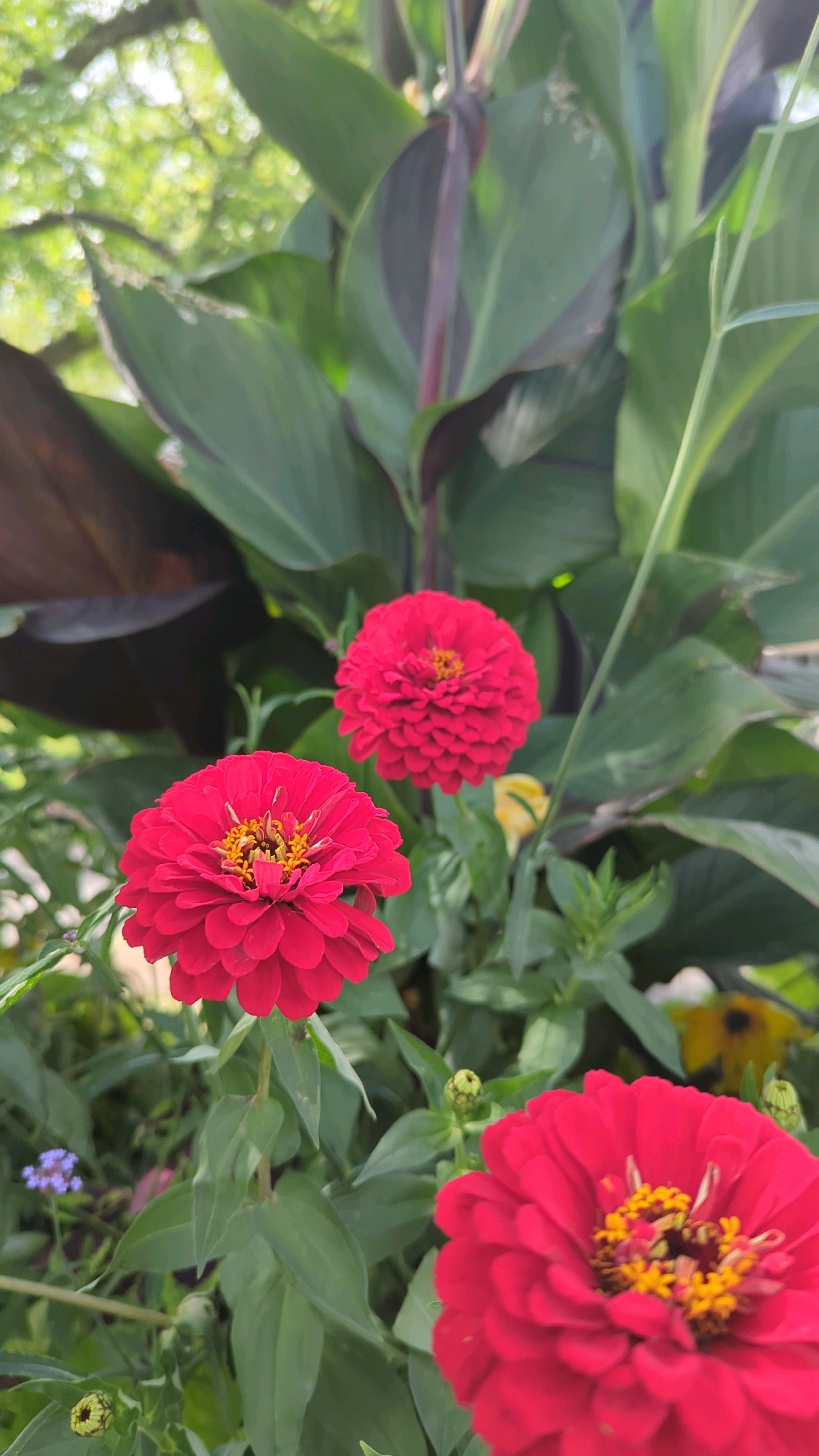 The image shows a close-up of vibrant red zinnia flowers in a garden setting. Three zinnias are prominently featured, with the largest and most detailed in the foreground at the bottom right, partially cropped. Another large red zinnia is in the lower left, and a third is in the upper middle of the frame. The flowers have numerous delicate petals and yellow centers. Behind the zinnias, large, dark green leaves with reddish-purple veins suggest a Canna lily or similar tropical plant. The background is softly blurred, showing more greenery and hints of dappled sunlight filtering through trees. There are also some smaller green leaves and buds visible throughout the composition. No people or specific landmarks are visible, making it impossible to determine the location within Montreal, Canada.