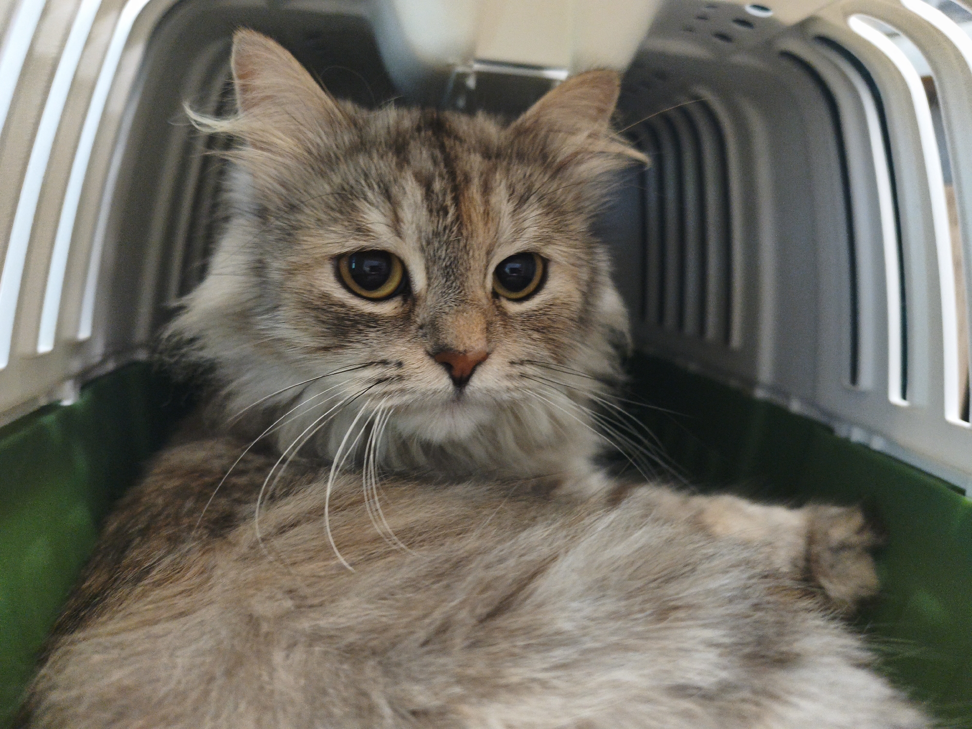 A fluffy, grey and brown tabby cat is in a plastic pet carrier. The cat's face is the primary focus, with large, expressive yellow eyes and long, white whiskers. The cat is looking directly at the camera. The interior of the carrier is visible, with a green base and white, ribbed walls. The cat appears calm and is resting inside the carrier. The overall lighting is natural, suggesting it may be daytime. The image is a close-up shot, emphasizing the cat's features and its confinement within the carrier.