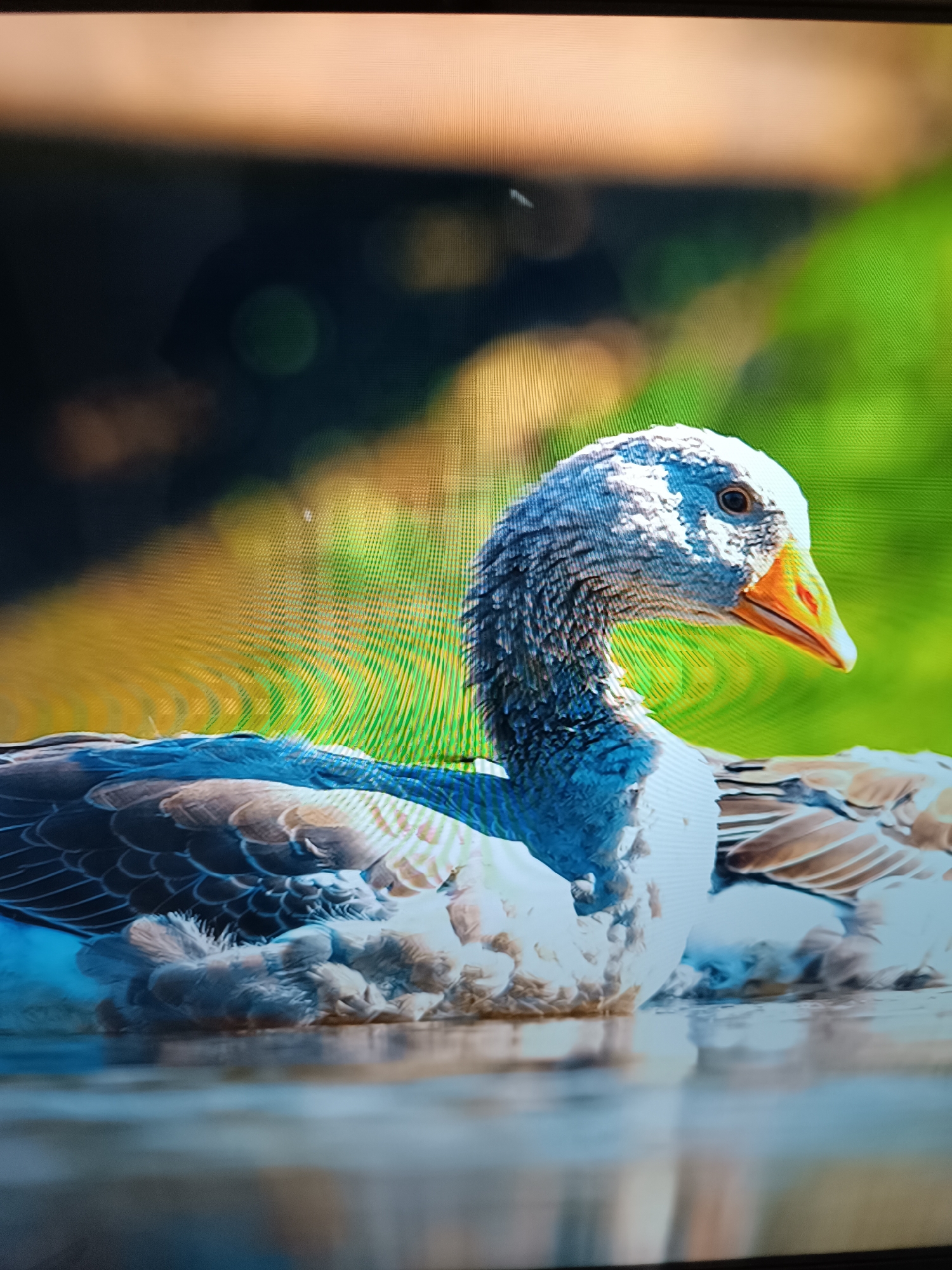 This media file captures a close-up, eye-level view of a goose swimming in calm, reflective water. The goose's head and upper body are the primary focus, showcasing its distinctive plumage. Its neck is curved, and its head is turned to the right, with its bright orange beak visible. The goose has a grey, patterned head and neck, transitioning to white on its chest and belly. Its body feathers are a mix of grey, brown, and white, creating a textured appearance. The water reflects the goose and the surrounding environment, though the reflections are somewhat indistinct.
The background is softly blurred, suggesting a natural setting. On the right side, there's a vibrant green area, possibly foliage. To the left and in the upper portion of the image, the background is a mix of darker tones and warmer, golden hues, hinting at sunlight filtering through trees or other elements. The lighting suggests it is daytime, likely a sunny day, given the brightness of the goose and the clear reflections. There are no visible people, text, or specific location cues to pinpoint the exact location beyond a general natural environment. The overall mood is serene and peaceful, focusing on the quiet presence of the goose in its watery habitat.