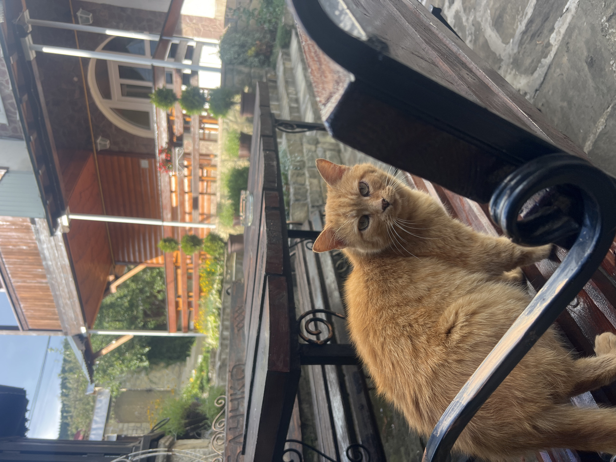An orange cat is sitting on a wooden bench in front of a wooden table, outdoors. The cat is facing the camera and looking slightly to the left. In the background, there is a wooden building with a covered porch and some greenery. The scene appears to be in a rural or semi-rural setting, possibly a guesthouse or a cafe. The location is identified as Yaremche, Ukraine.