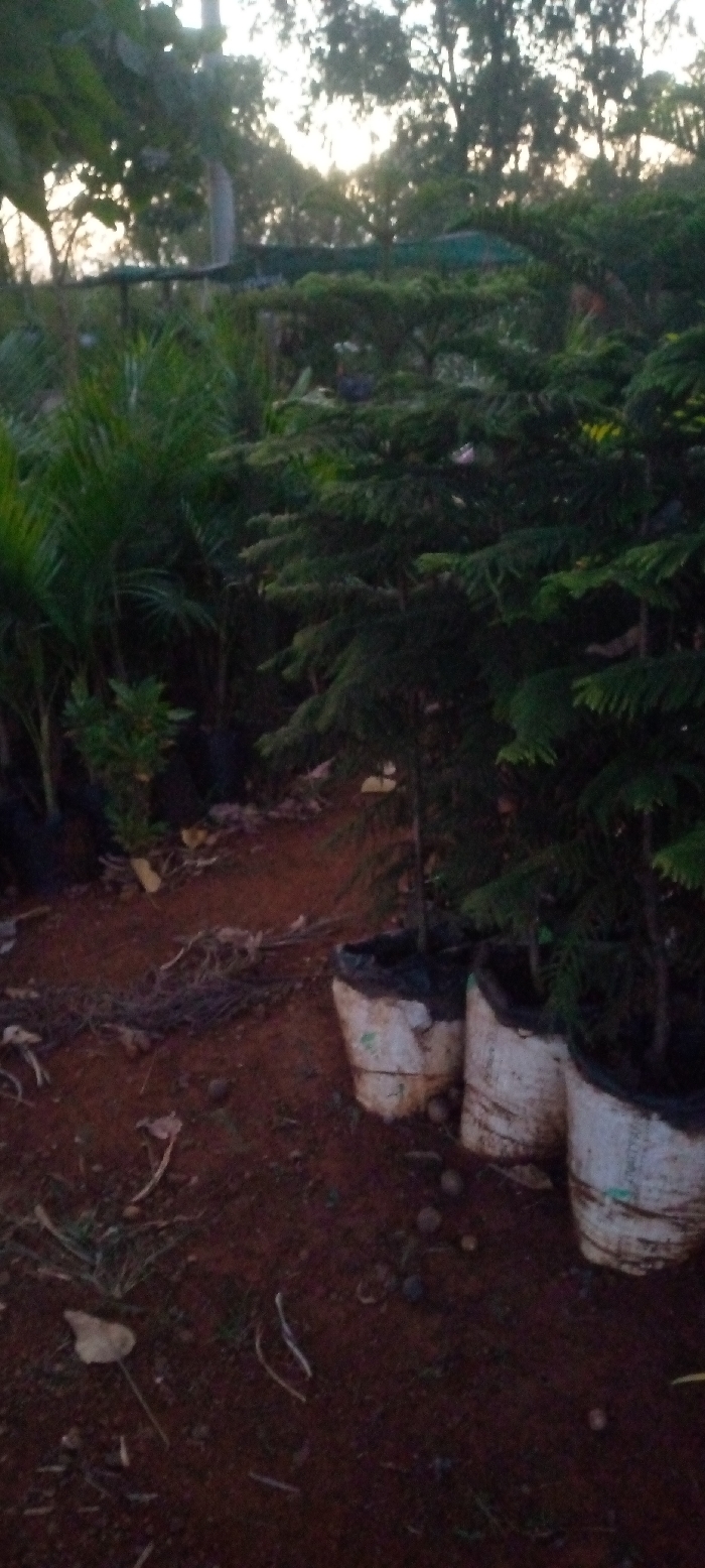 A dim, outdoor scene reveals a plant nursery. Several young evergreen trees stand in white, dirt-stained pots on reddish-brown soil littered with leaves and small debris. Lush ferns and other plants in black pots are scattered in the background. The scene is partially shaded by trees, with a glimpse of the sky barely visible through the foliage at dusk. A structure with a green tarp roof is also noticeable in the background.