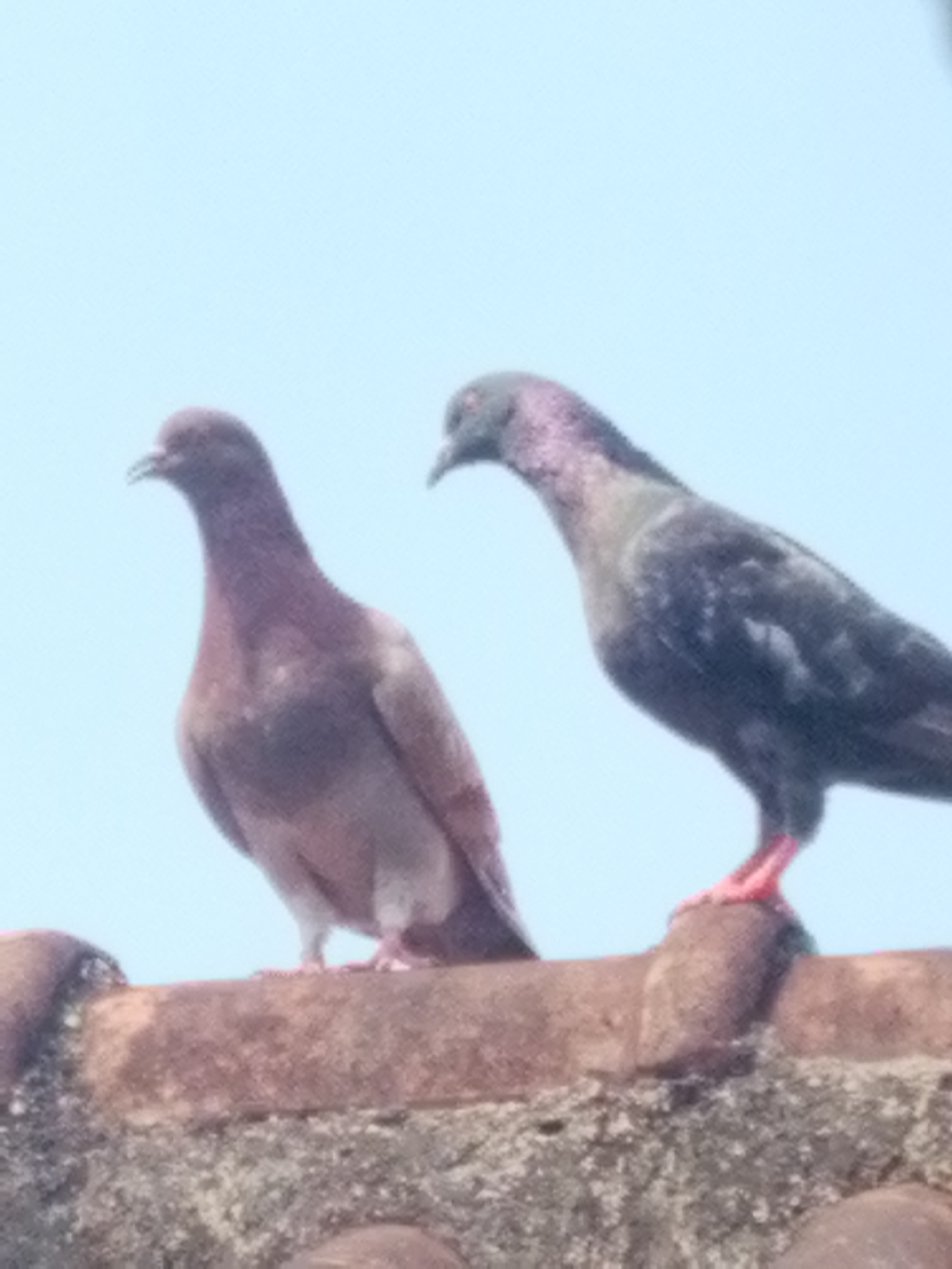 Two pigeons are perched on a tiled roof against a clear sky. The pigeon on the left is a reddish-brown color, while the pigeon on the right has darker, iridescent plumage. The roof appears to be made of old, weathered terracotta tiles. The image was taken in Bandar Lampung, Indonesia.