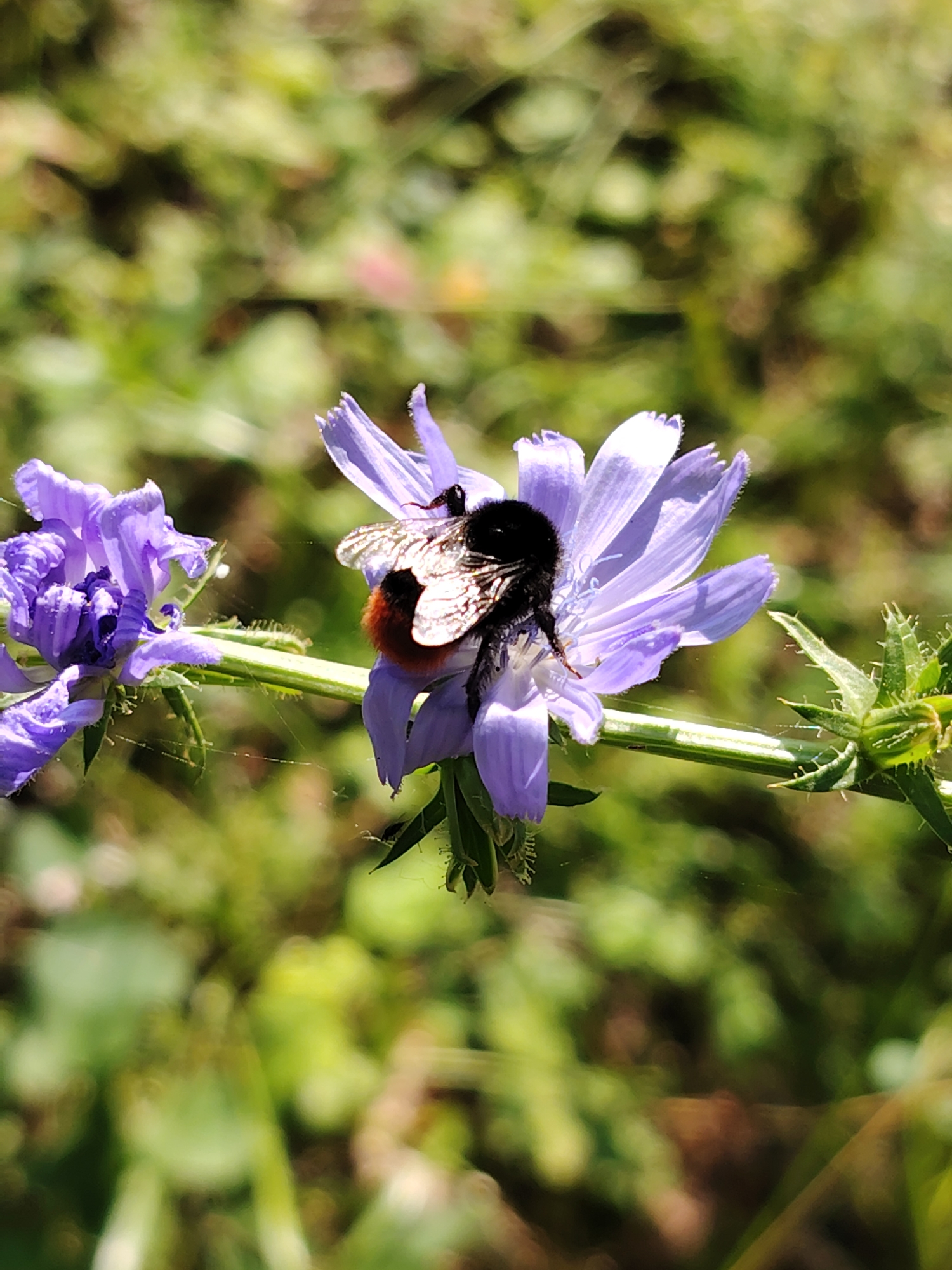 A close-up, vertical shot captures a bumblebee on a purple flower. The bumblebee, predominantly black with a fuzzy orange and white abdomen, is positioned on the petals of a light purple, star-shaped flower. Its wings are translucent, with delicate veins visible. Another, partially visible, purple flower is on the left side of the frame. The flowers are on a green stem, with hints of spiderwebs visible. The background is a soft blur of green foliage, suggesting an outdoor, natural environment. The image does not contain any people or elements that would suggest a specific location in Chaikovsky, Russia, or any other city.
