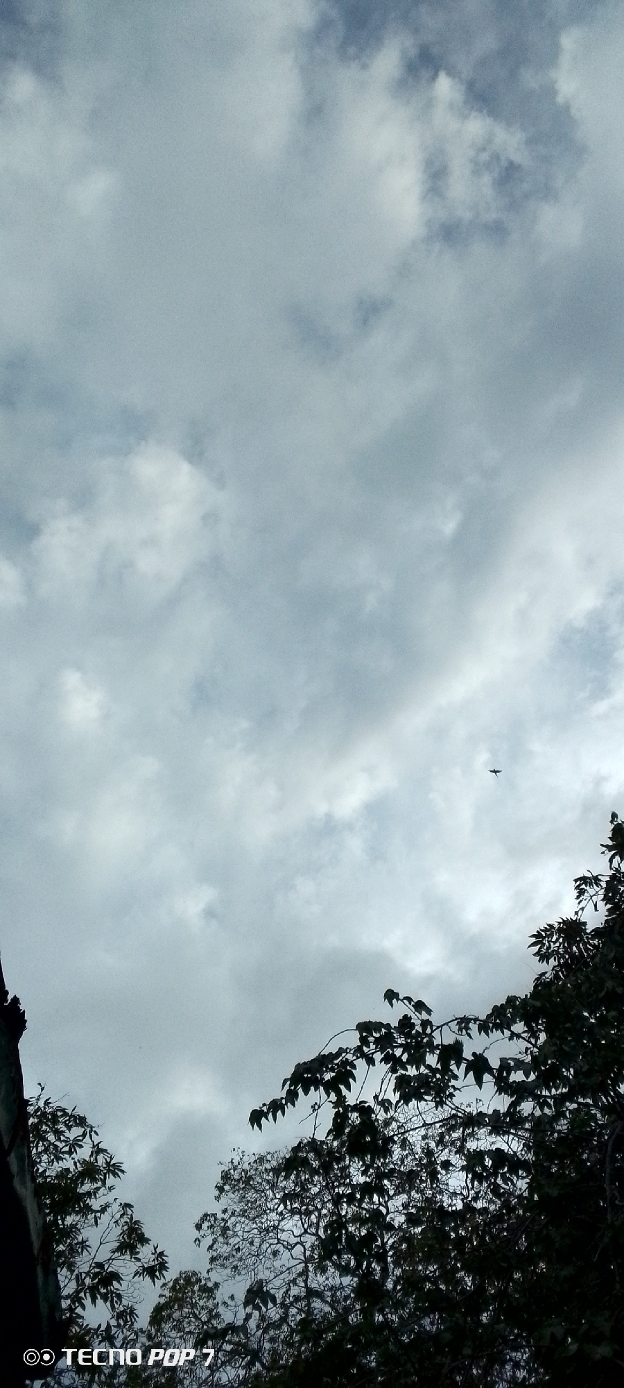 The image captures a cloudy sky over Altagracia, Venezuela. In the upper right portion of the frame, a small, dark silhouette of a bird is visible in flight against the overcast sky. The lower portion of the image is dominated by the dark silhouettes of trees and foliage, with branches and leaves obscuring the ground below. On the very bottom left of the image, the text "TECNO POP 7" is visible, likely a watermark from the device used to capture the photograph. The overall mood is somber due to the heavy cloud cover.