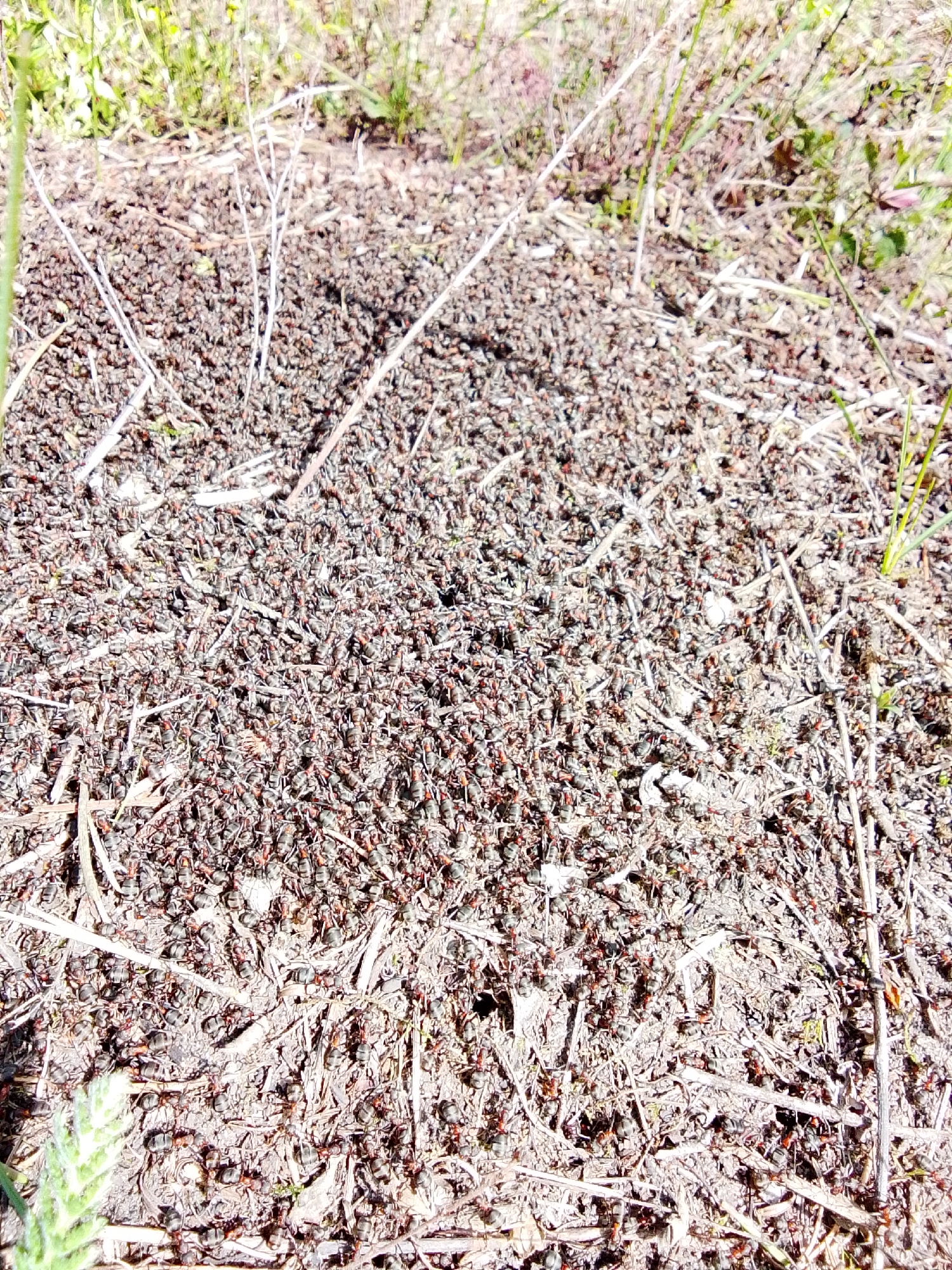 The image displays a close-up, high-angle view of a bustling ant colony, likely an anthill, teeming with a large population of ants. Thousands of ants, primarily dark-bodied with reddish-brown segments, are visible, densely packed and actively moving across the surface of their nest.
The ant colony is constructed from an accumulation of various natural materials, including small twigs, dried grass, pine needles, and soil particles, creating a textured, somewhat mounded surface. Several thin, dried plant stems and blades of grass are interspersed throughout the anthill and its immediate surroundings. In the upper and peripheral areas of the frame, sparse green vegetation and blurred patches of light-colored ground suggest a natural, outdoor setting, possibly a grassy or wooded area.
The ants are engaged in continuous activity, crawling over each other and the nest materials, indicative of a highly active and organized colony. The scene is brightly lit by natural sunlight, suggesting it is daytime under clear weather conditions, as evidenced by the strong illumination and minimal shadows.
The location context for this image is Khlevnoye, Russia. There is no visible text present in the image.