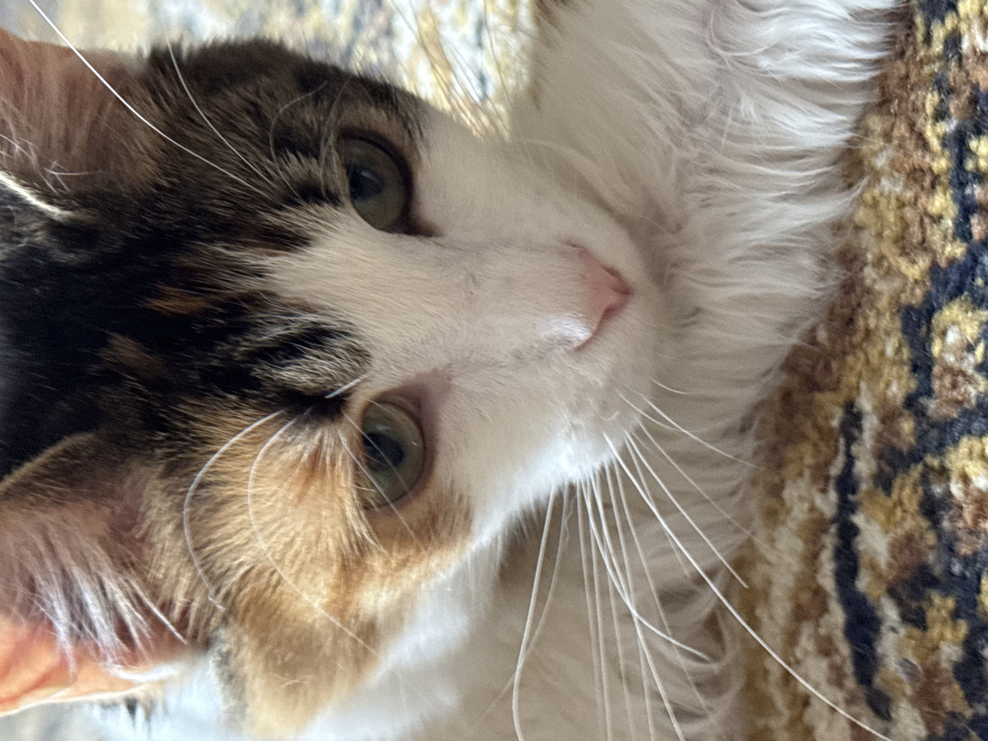 Close-up of a cat's face with green eyes, a pink nose, and a mixture of white, brown, and black fur. The cat is lying on a patterned rug. There is no indication of the location being Бородулино, Russia.