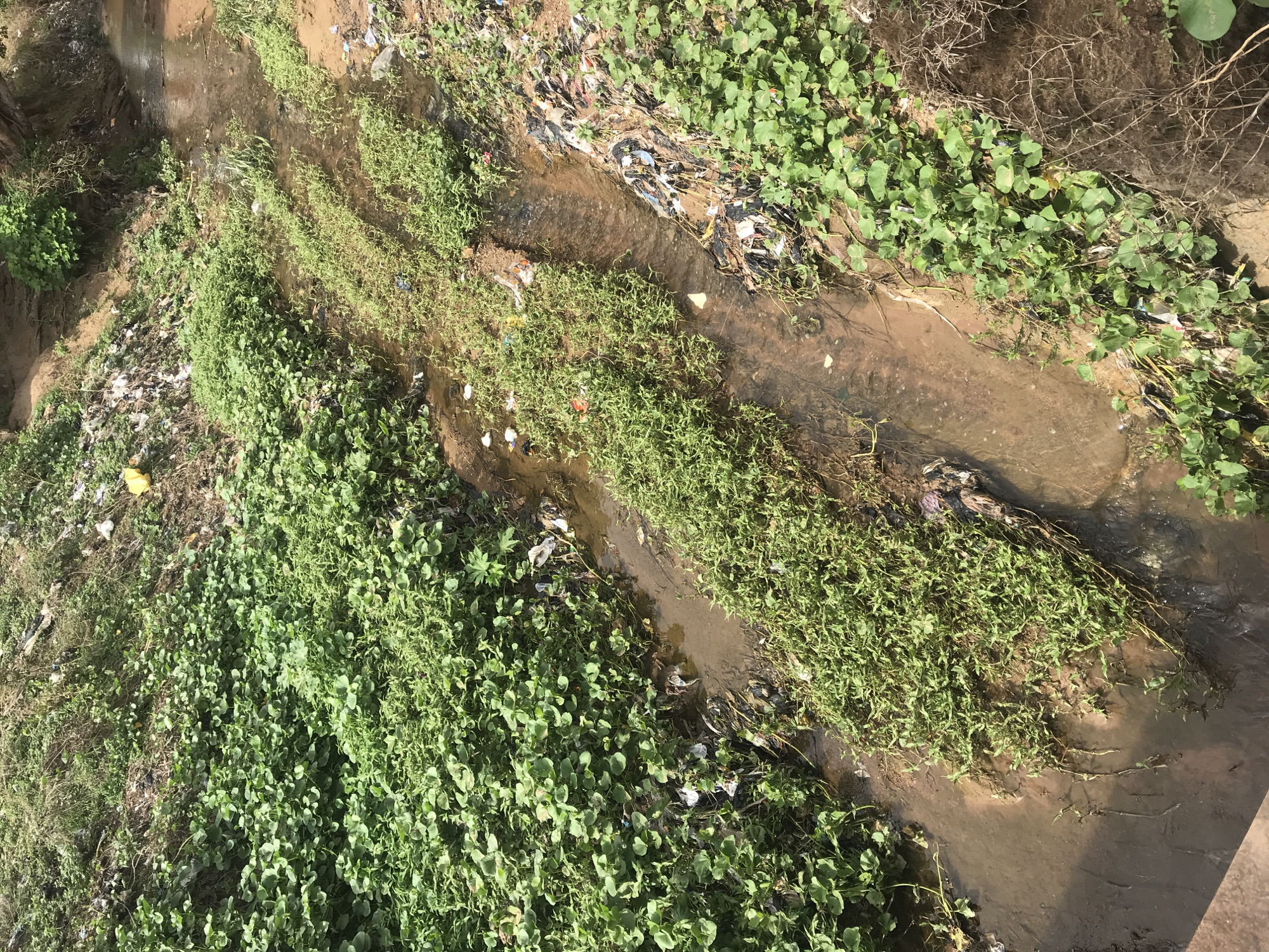 The image displays an aerial or elevated view of a narrow, shallow stream or ditch flowing through an unkempt outdoor environment. The water in the stream appears muddy and brown, reflecting sunlight in various patches, indicating a bright, sunny day.
The banks of the stream are heavily overgrown with dense green vegetation, primarily weeds and small plants, which also extend into the water in some areas. The ground surrounding the water is visible as bare, damp soil or mud in other sections.
A significant amount of man-made litter and debris is scattered along the banks and partially submerged in the stream. This trash includes numerous plastic bags, plastic bottles, wrappers, and other discarded items, highlighting environmental pollution. The scene lacks any human presence or specific activity other than the apparent flow of water and the pervasive presence of waste. No visible text is present in the image. The overall impression is one of environmental neglect and pollution in a natural or semi-natural setting.
