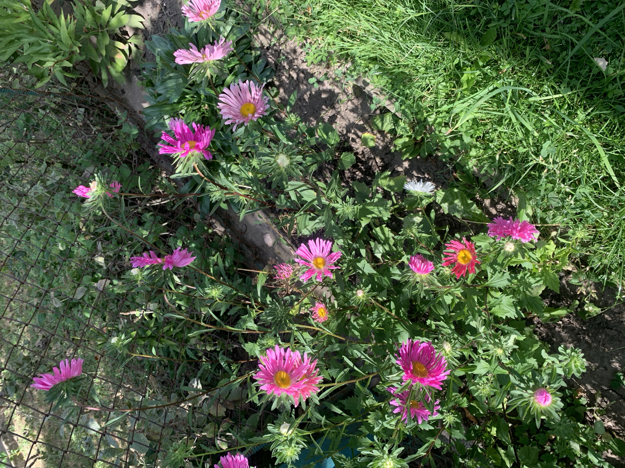 The image shows a close-up of a garden with multiple pink and magenta asters in bloom. The flowers have thin, ray-like petals and bright yellow centers. Some are fully open, while others are still developing buds. The plants are growing near a wire fence, and patches of green grass and dark soil are visible in the background. Sunlight casts shadows on the ground. The scene appears to be outdoors in a residential area, likely a backyard or a community garden. The image does not contain any people or specific landmarks that would indicate the city of Kolomyia, Ukraine.