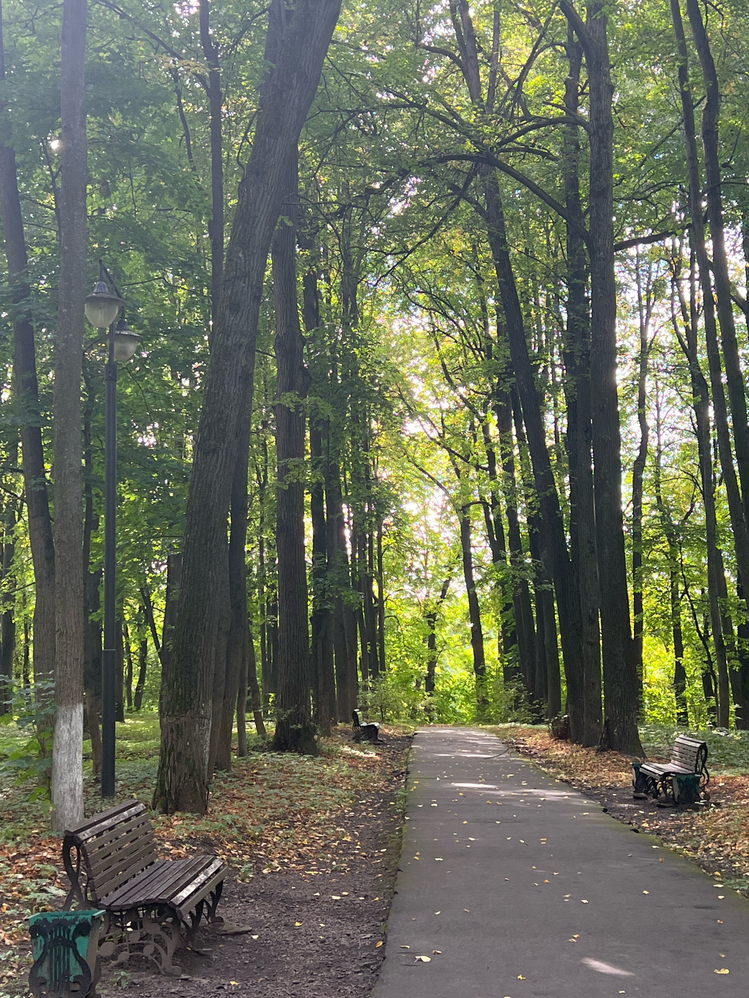 This image shows a paved pathway through a park in Klin, Russia, flanked by tall trees with green leaves. The sun is shining through the leaves, creating dappled light on the path. There are fallen leaves on the ground, suggesting it is autumn. Two wooden benches are visible along the path, one on the left side in the foreground and another on the right side further down the path. A black trash can with a green decorative element is next to the bench on the left. A lamppost is also visible on the left side of the path, near the foreground bench. The overall impression is of a peaceful and natural park setting.