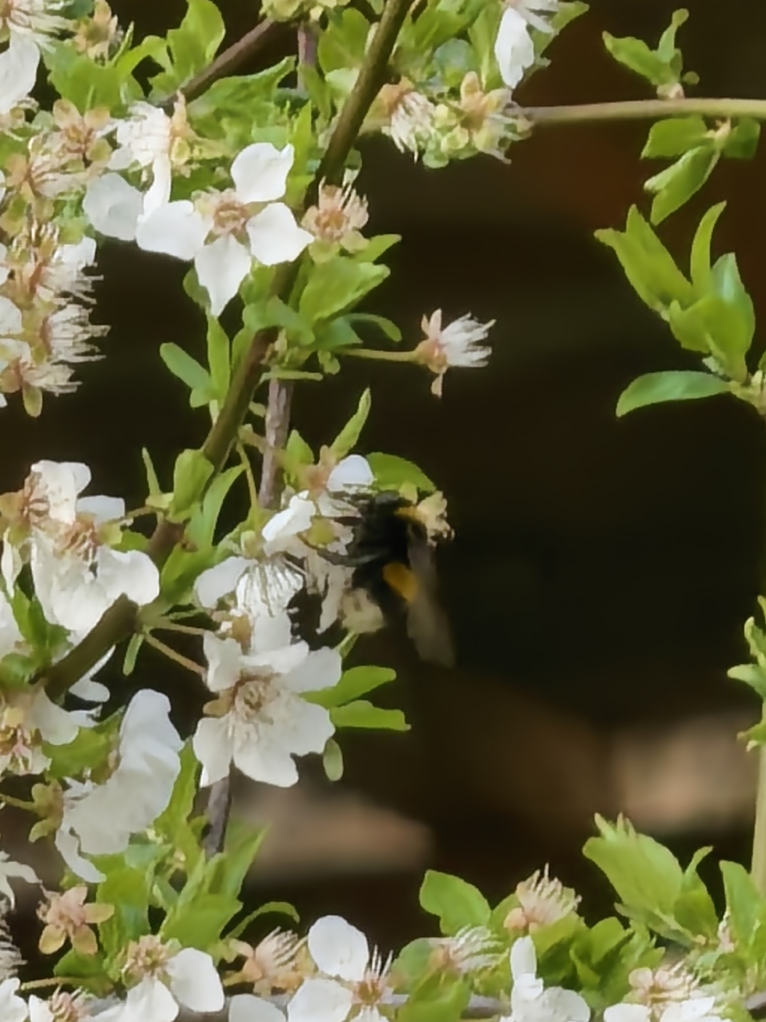 A bumblebee is positioned among a collection of white blossoms and green leaves against a dark background. The composition is a close-up shot, highlighting the bee and the flowers.