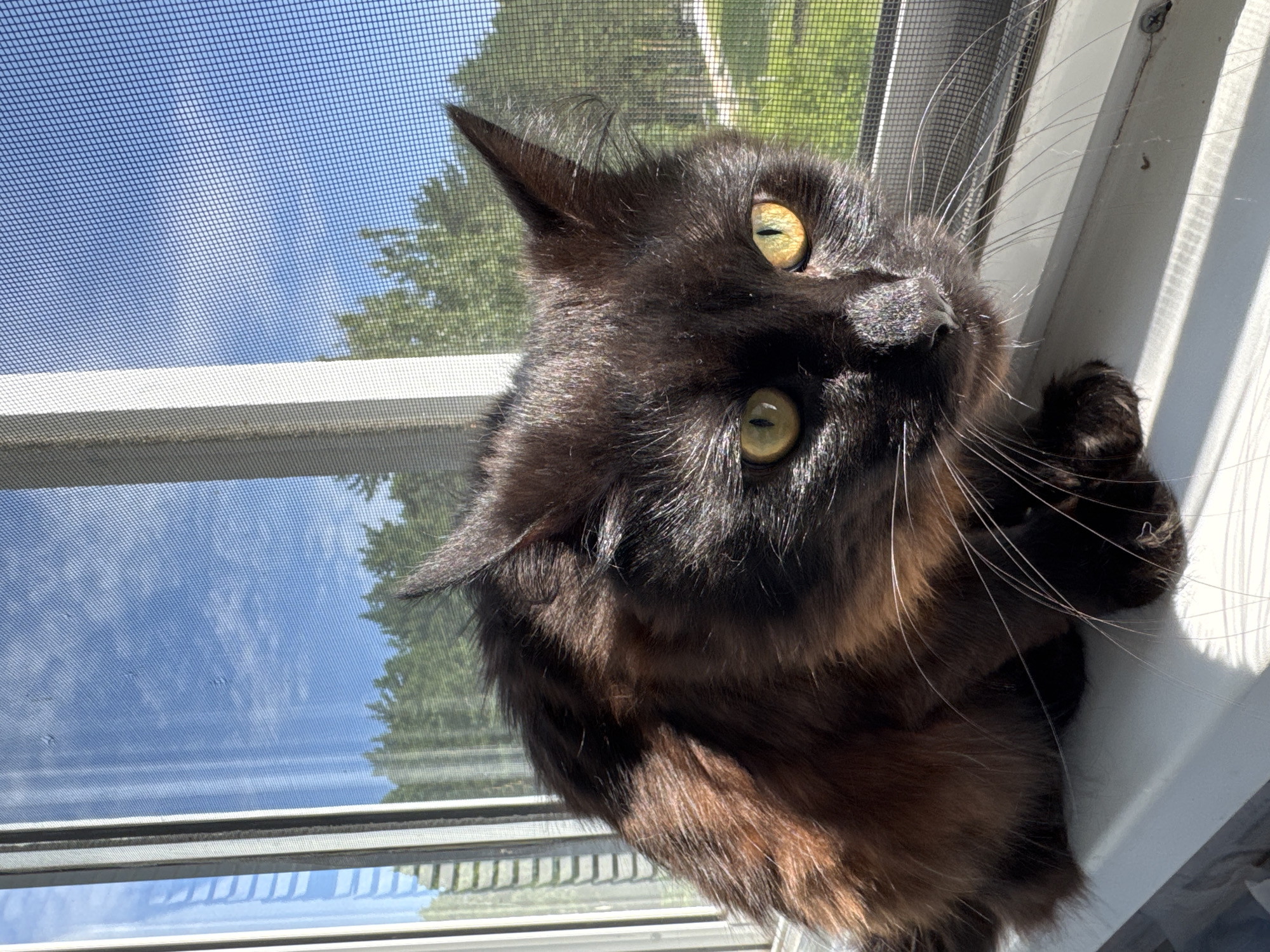 A black cat with yellow eyes sits on a white windowsill, looking out a screened window at a green, tree-filled landscape under a blue sky. The cat's fur is dark with reddish-brown highlights. Sunlight streams in from the left, casting shadows on the windowsill and the cat's face. The screen mesh is visible, with some dirt or debris on it. The window frame is white, and there are vertical blinds visible through the window on the left. The scene appears to be a residential setting.