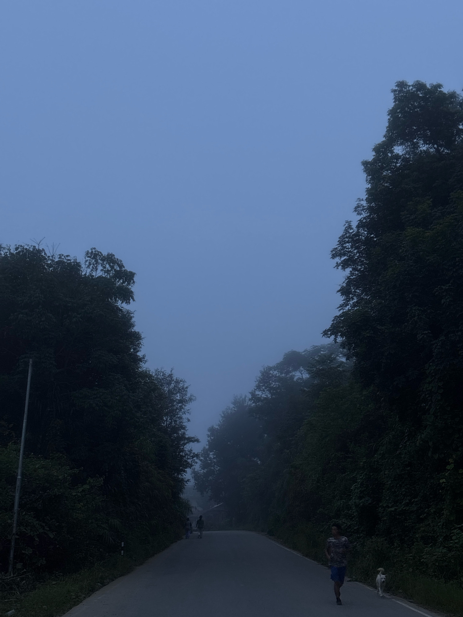 The image depicts a rural road in Hengbung, India, shrouded in a dense, early morning fog. The road curves through a landscape dominated by thick, dark green foliage and tall trees on either side. The sky is a muted, hazy blue. In the foreground, a man is jogging along the right side of the road, accompanied by a small white dog trotting beside him. Further down the road, two figures are walking away from the camera, their forms blurred by the mist. A light pole stands on the left side of the road, partially obscured by the vegetation. The overall atmosphere is serene and slightly mysterious due to the heavy fog.