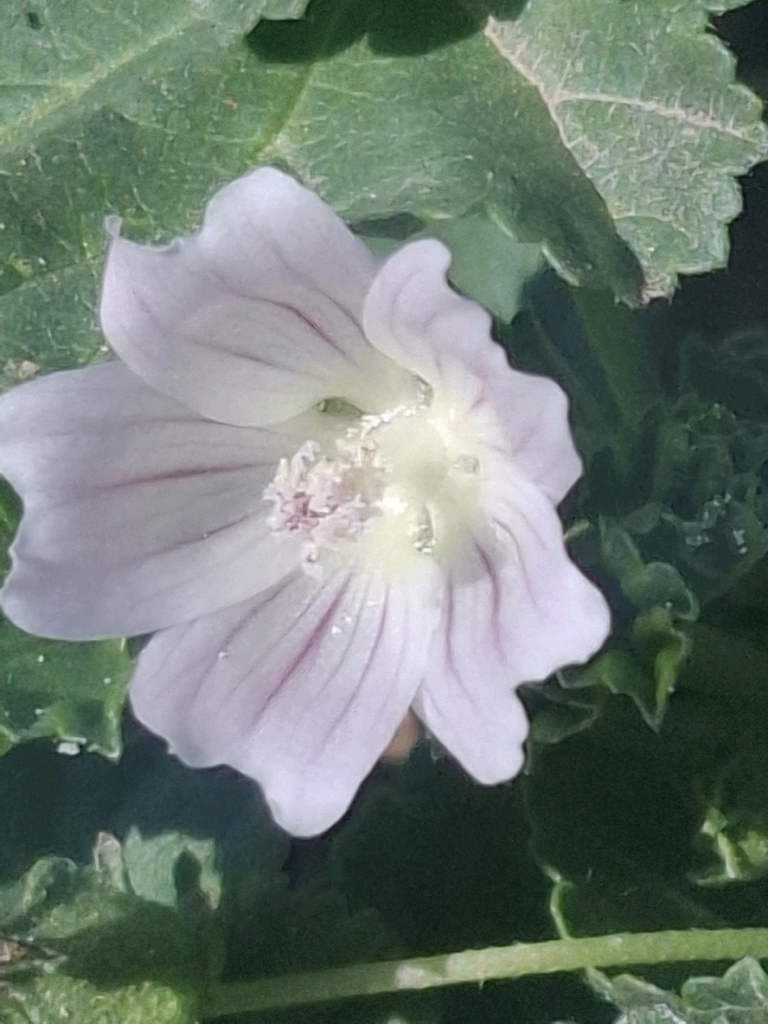 A close-up, vertical, eye-level, outdoor, natural light shot shows a light pink and white mallow flower in focus, with its petals slightly translucent and tinged with darker pink veins. The center of the flower is a light yellow and white cluster of stamen. The flower is surrounded by out-of-focus green leaves and foliage, with dew drops visible on some surfaces. The image appears to be taken in Almaty, Kazakhstan, likely in a garden or park setting. There are no people or any discernable human activity depicted in the image. The overall impression is one of delicate natural beauty.