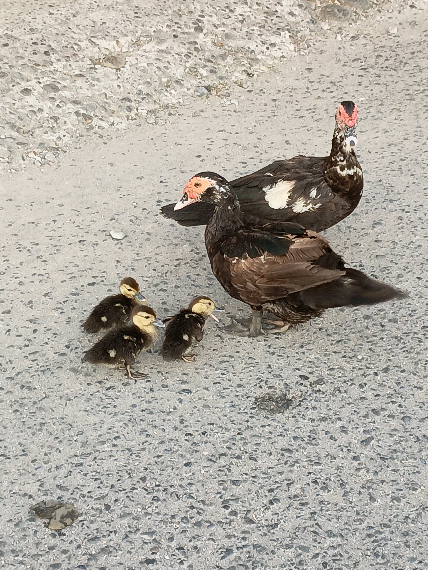 This image shows a family of Muscovy ducks on a paved surface. There are two adult ducks and four ducklings. The adult ducks have dark brown and white plumage, with red caruncles around their eyes and on their beaks. The ducklings are small and fluffy, with dark brown and yellow down. They are gathered around the legs of one of the adult ducks. The paved surface appears to be a road or sidewalk, with small stones and pebbles embedded in it. The lighting suggests it is daytime, possibly outdoors in a natural or semi-natural environment. The location is specified as Bulukumba, Indonesia.