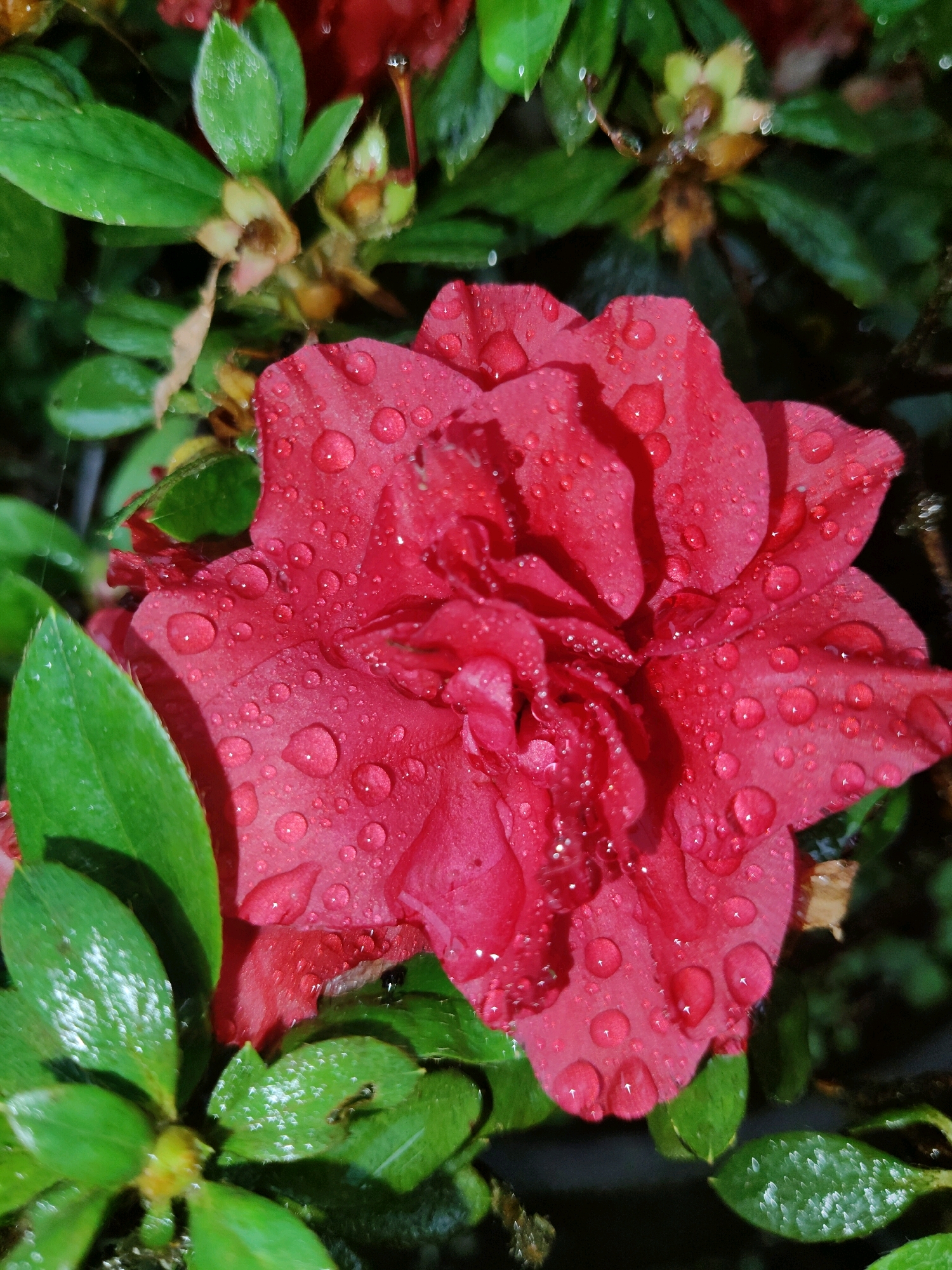 A close-up, high-angle shot captures a vibrant red azalea bloom adorned with numerous water droplets. The flower's delicate petals are spread open, revealing intricate textures and subtle color variations. Lush green leaves surround the bloom, some also glistening with water. The background is dark and blurred, focusing attention on the central flower.
