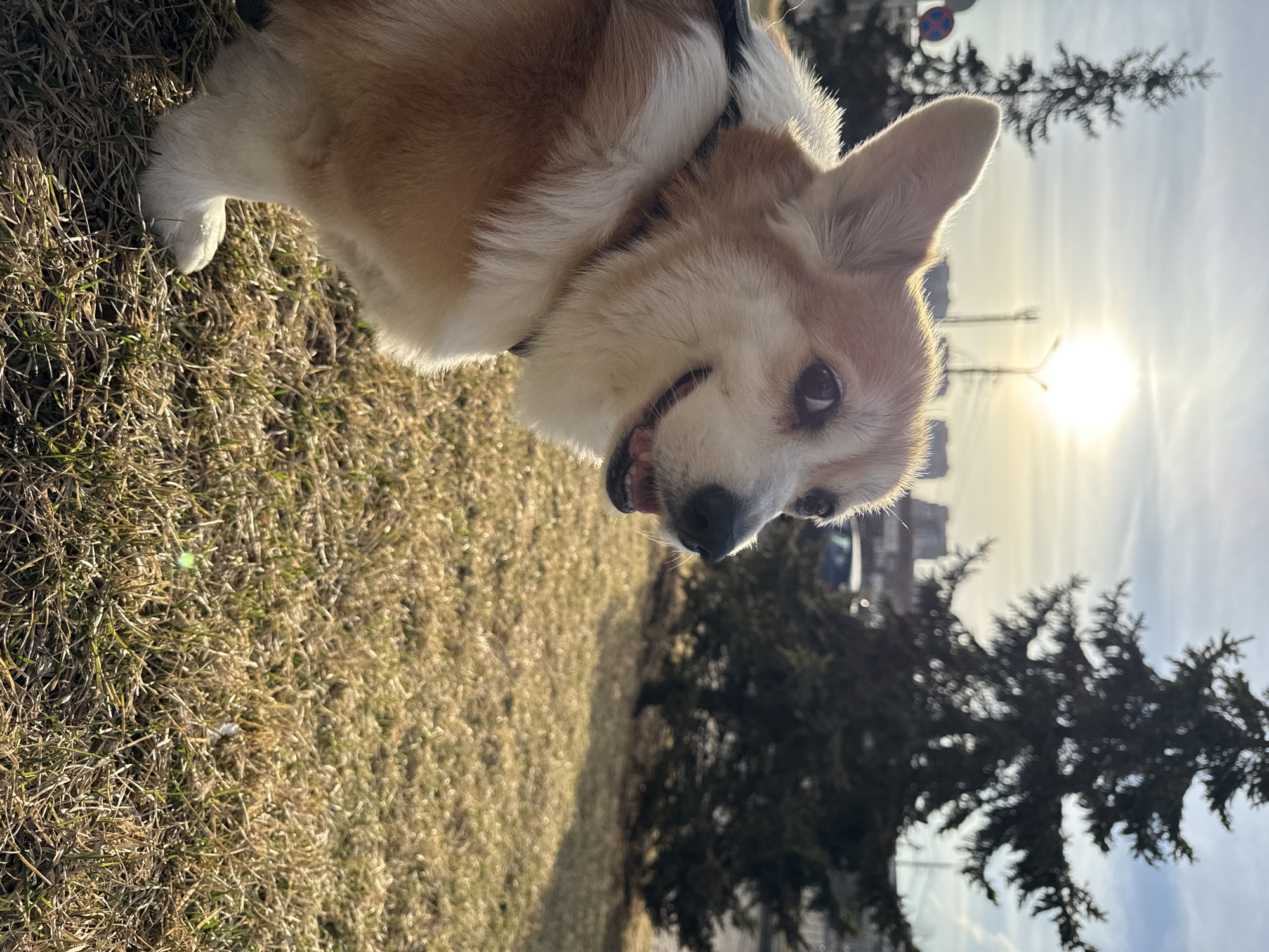 A medium shot depicts a Corgi dog outdoors, likely on a patch of grass in Krasnoyarsk, Russia, as indicated by the traffic signs in the background. The dog has a reddish-tan and white coat, a black collar, and its tongue is slightly visible. The sun shines brightly, creating a halo effect. A coniferous tree stands to the right of the dog, and there are distant buildings visible.