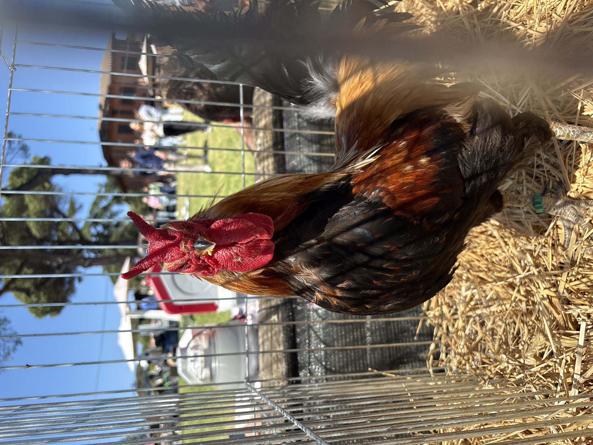 A rooster with black and reddish-brown plumage is confined in a wire cage filled with straw. In the background, a public outdoor area with people and structures is visible under a clear blue sky. The specific location within the city of Rome, Italy, is not evident from the image.