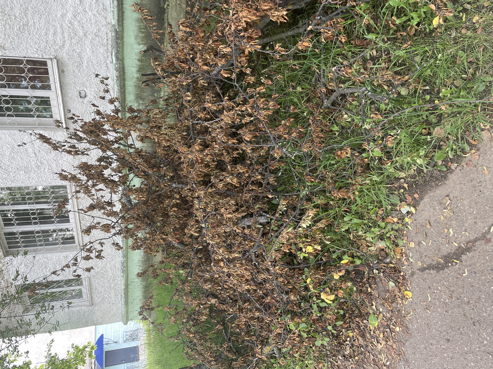 In Chaikovsky, Russia, a pile of dry, brown branches and leaves lies on the ground in front of a white building with a green lower section. The building has several windows with white frames and metal grates. To the left of the pile of branches, a blue awning shades a dark blue door. The area is covered in green grass, with some fallen leaves scattered on the pavement in the foreground. The scene appears to be an outdoor area adjacent to a residential building.